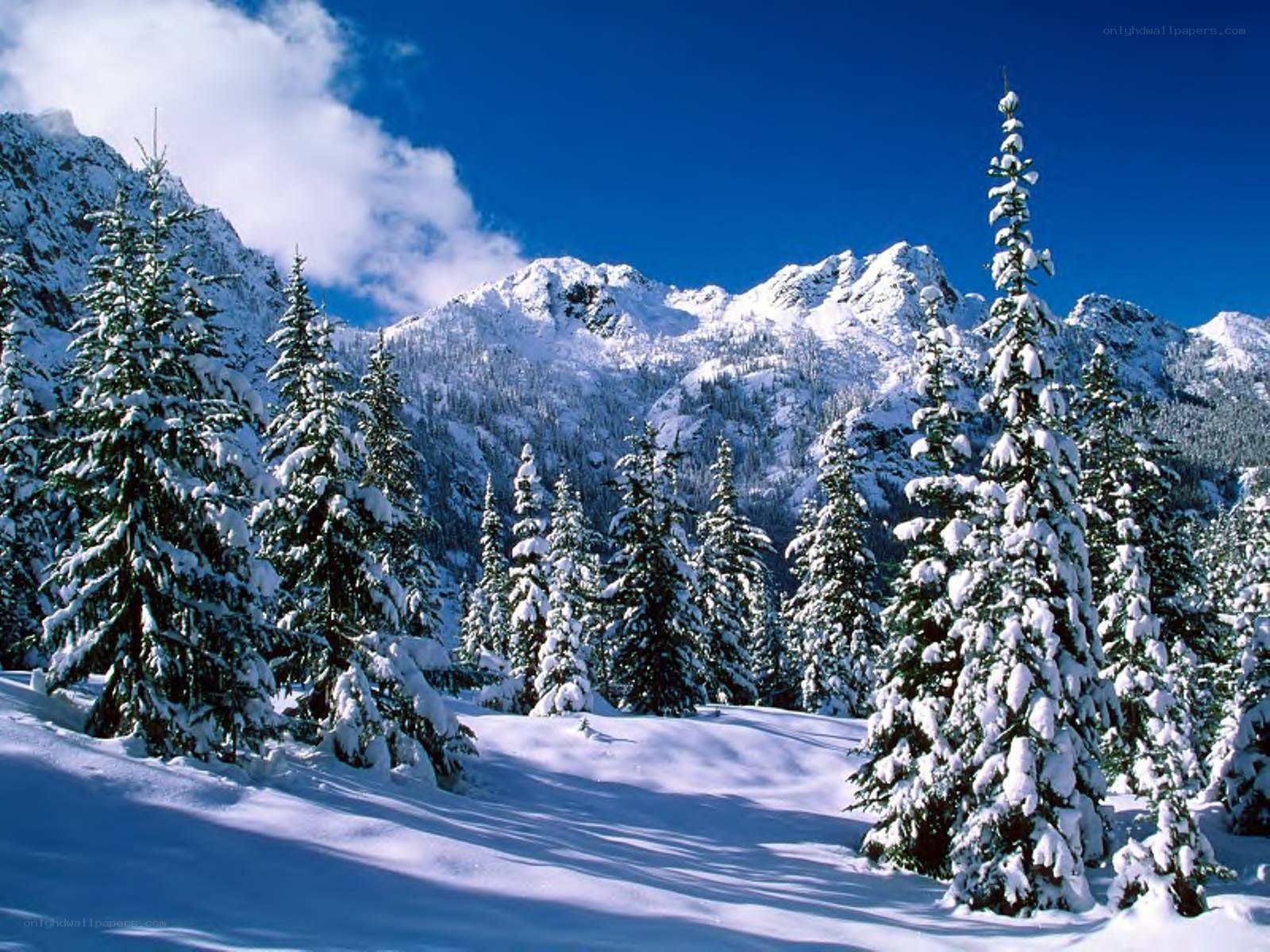 Snowy mountain forest landscape