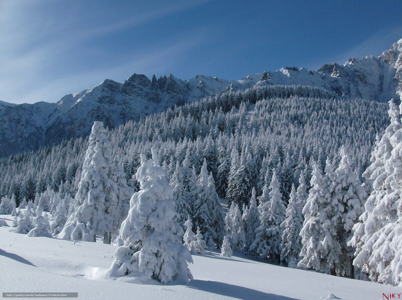 Snowy mountain forest landscape