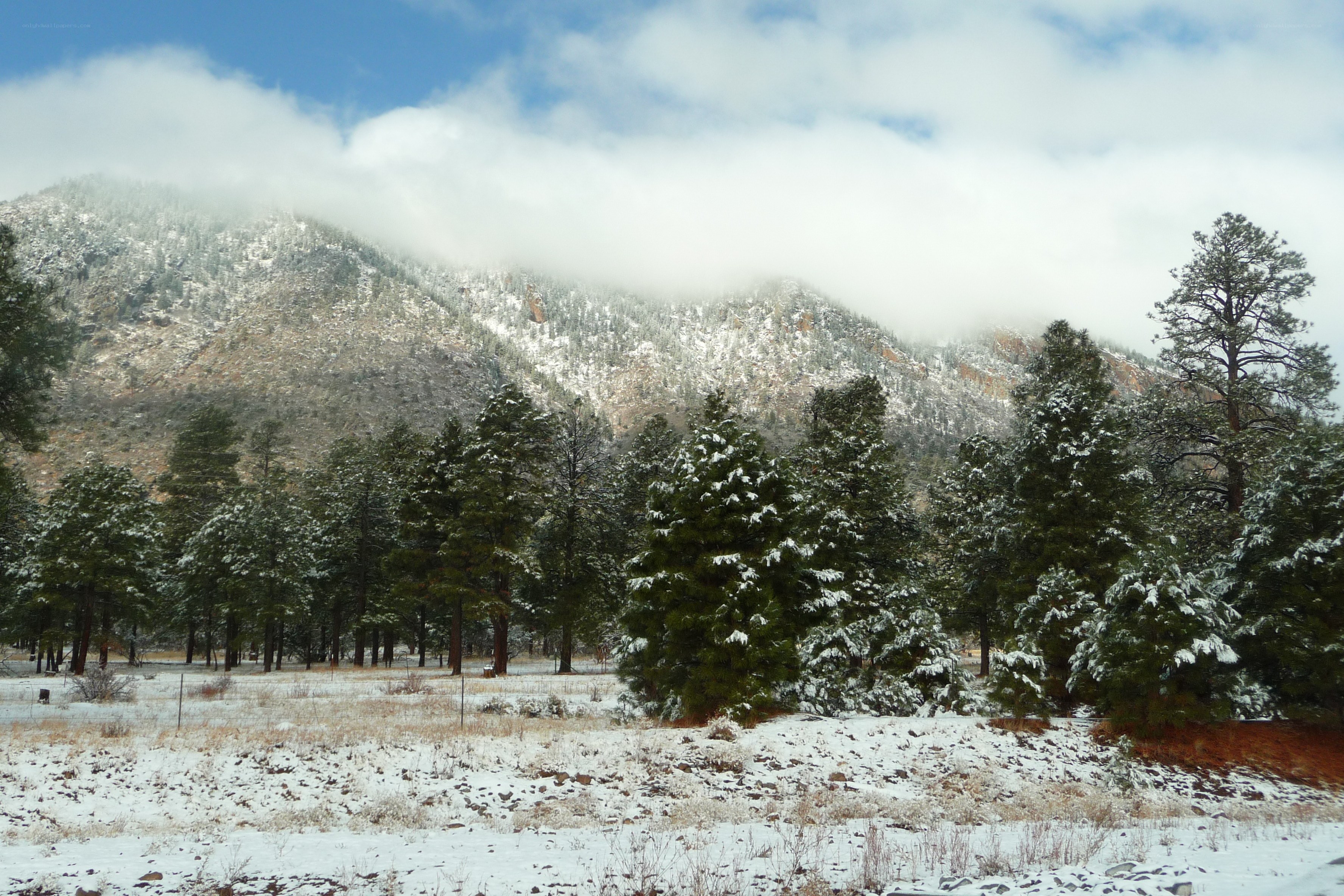 Snowy mountain forest landscape