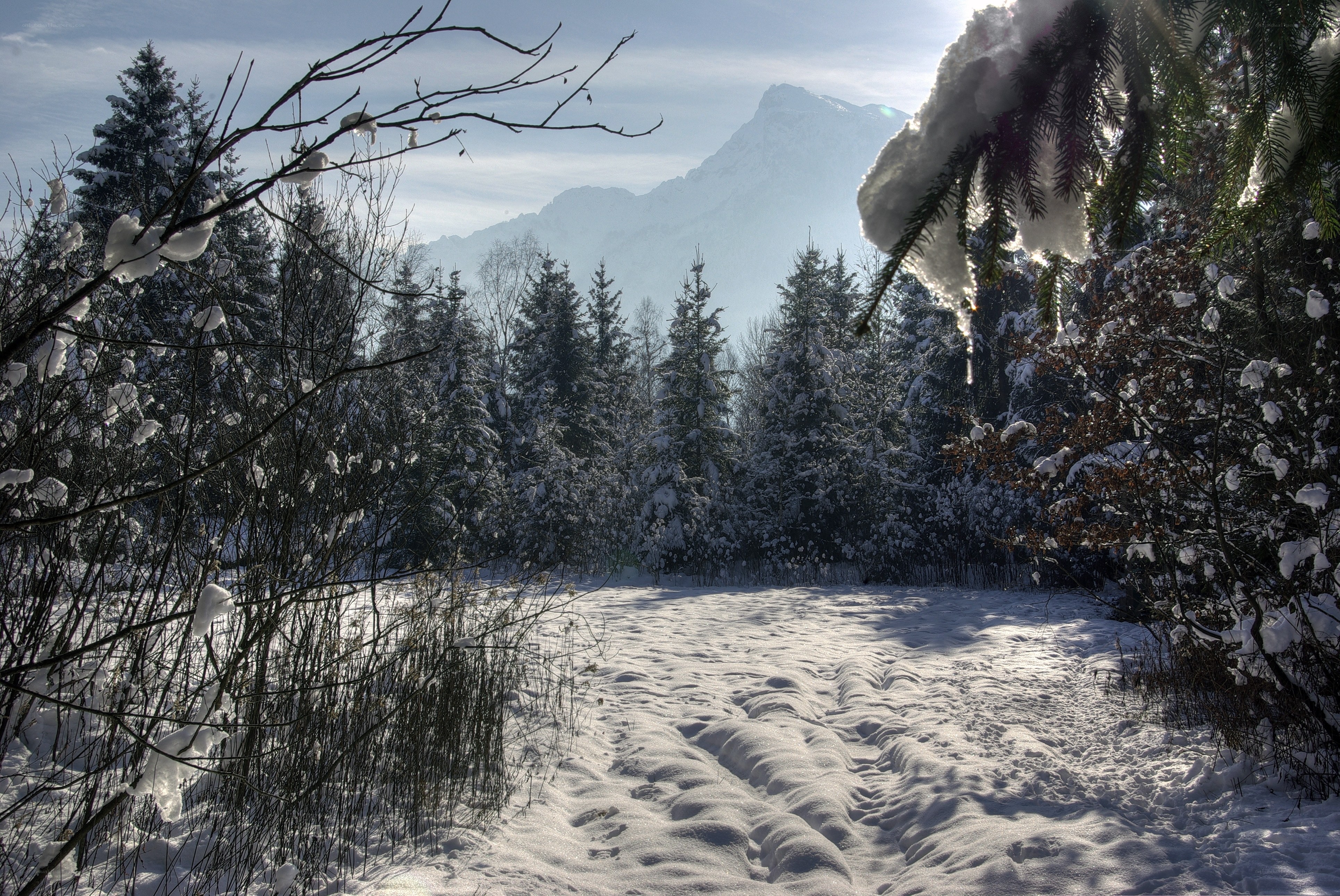 Snowy mountain forest path