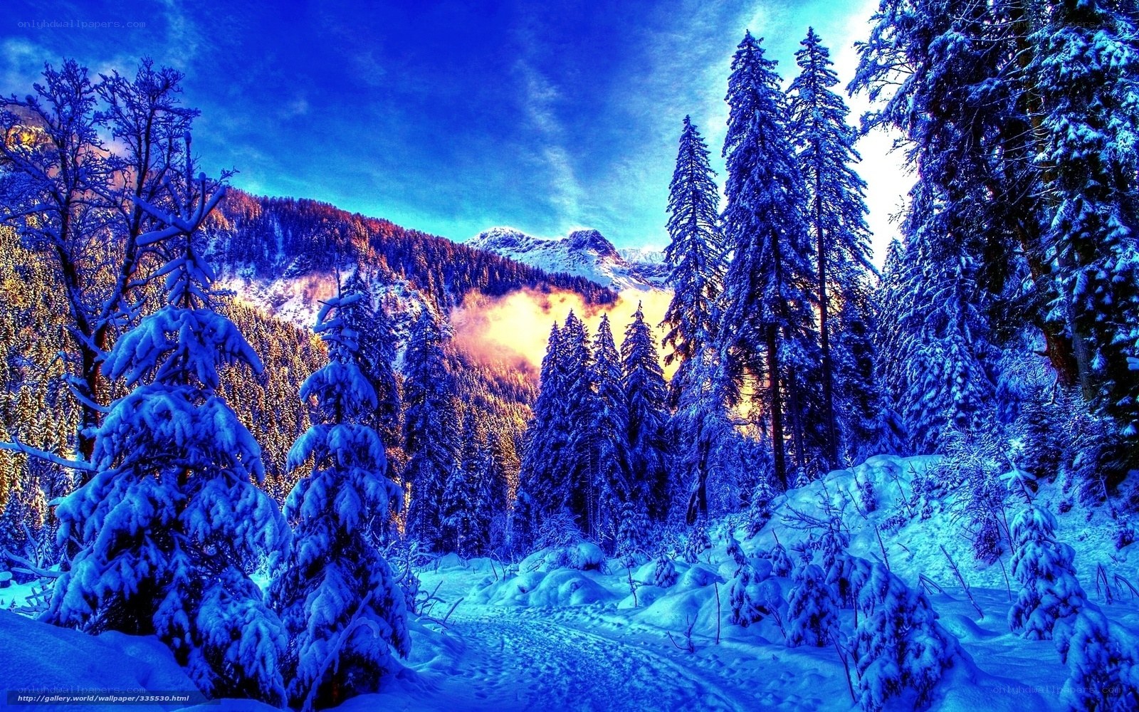 Snowy mountain forest path
