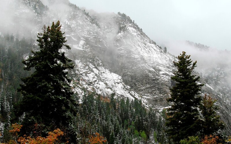 Snowy mountain forest scene