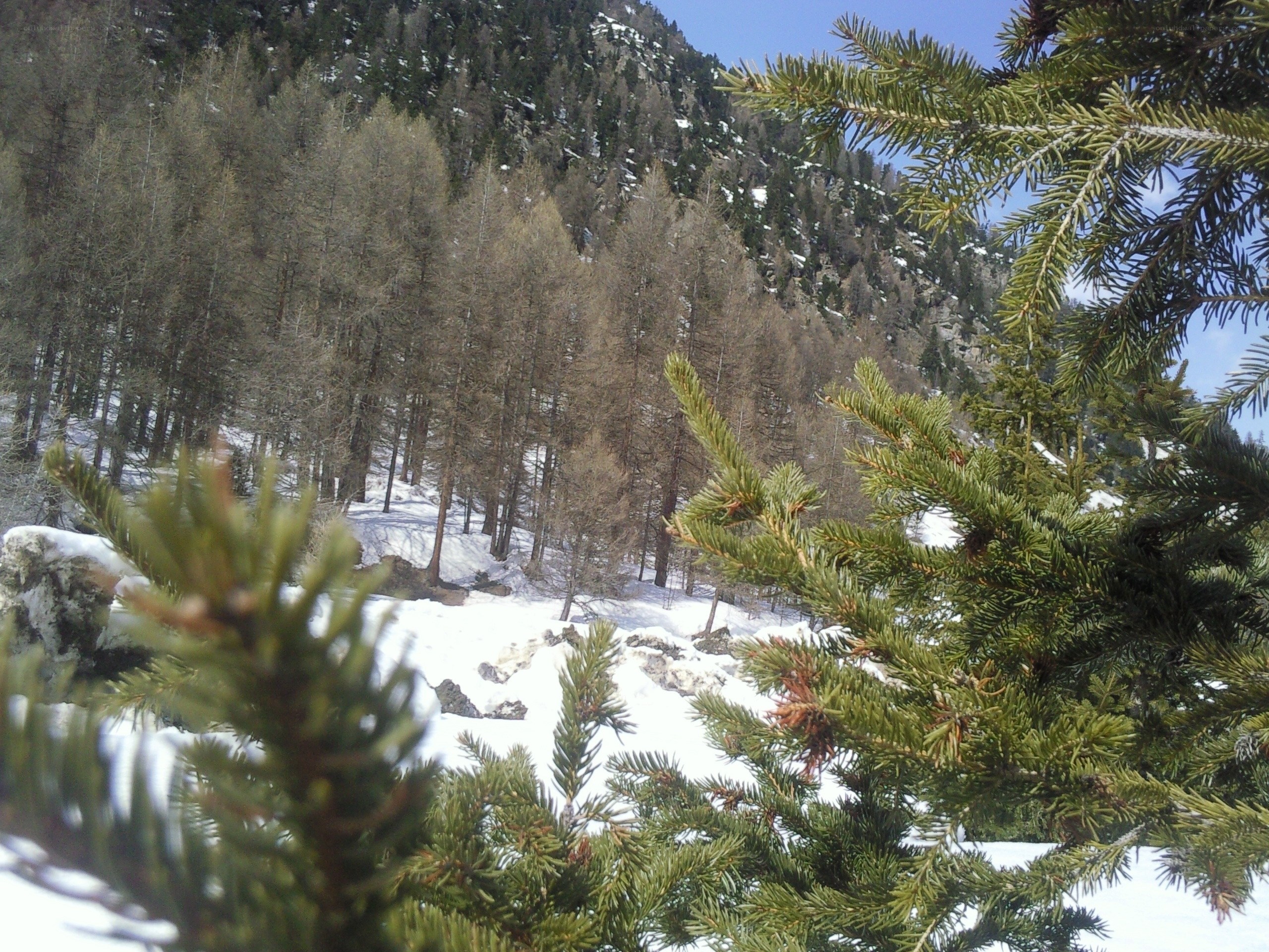 Snowy mountain forest scene