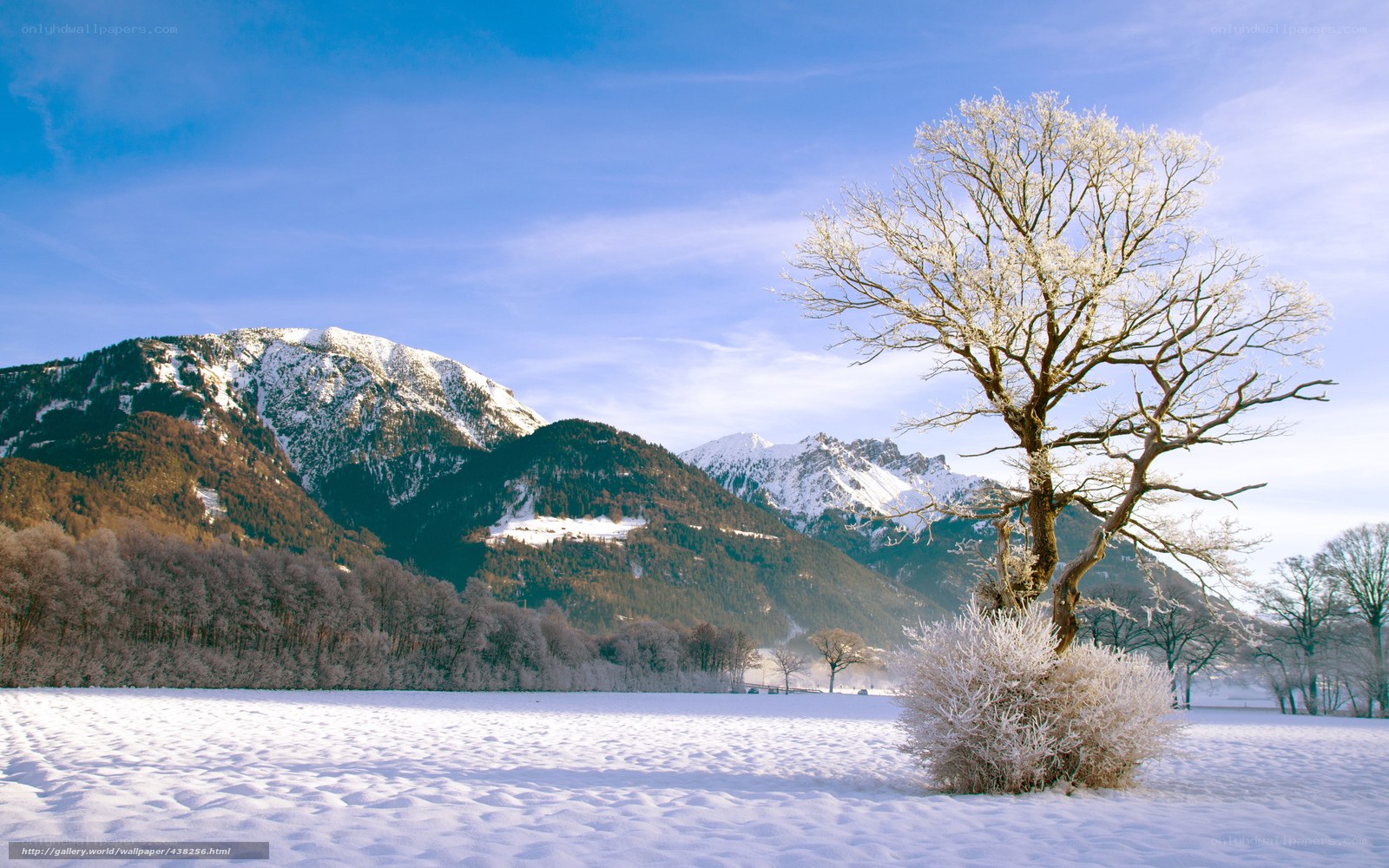 Snowy mountain landscape with tree