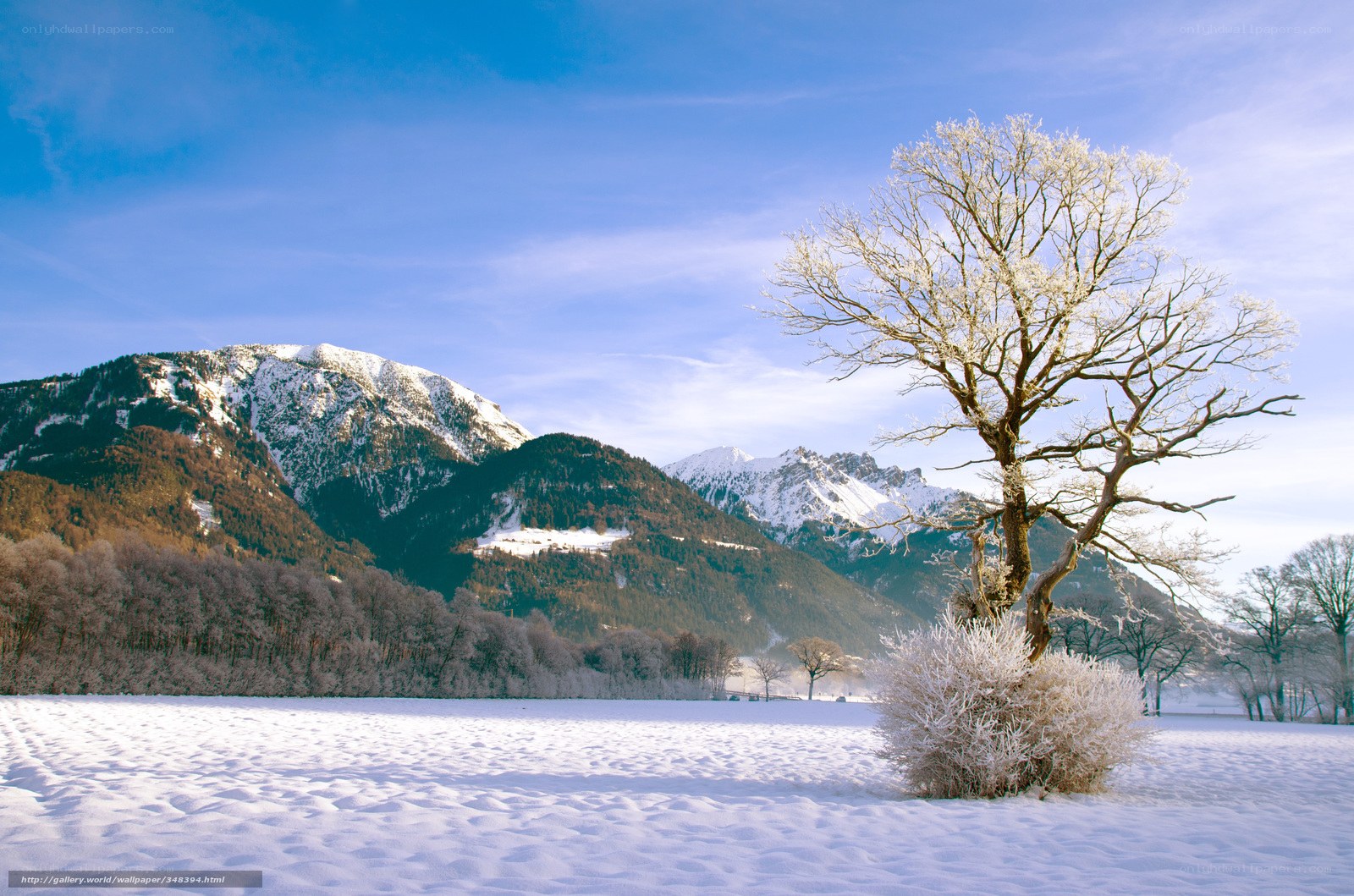 Snowy mountain landscape with tree