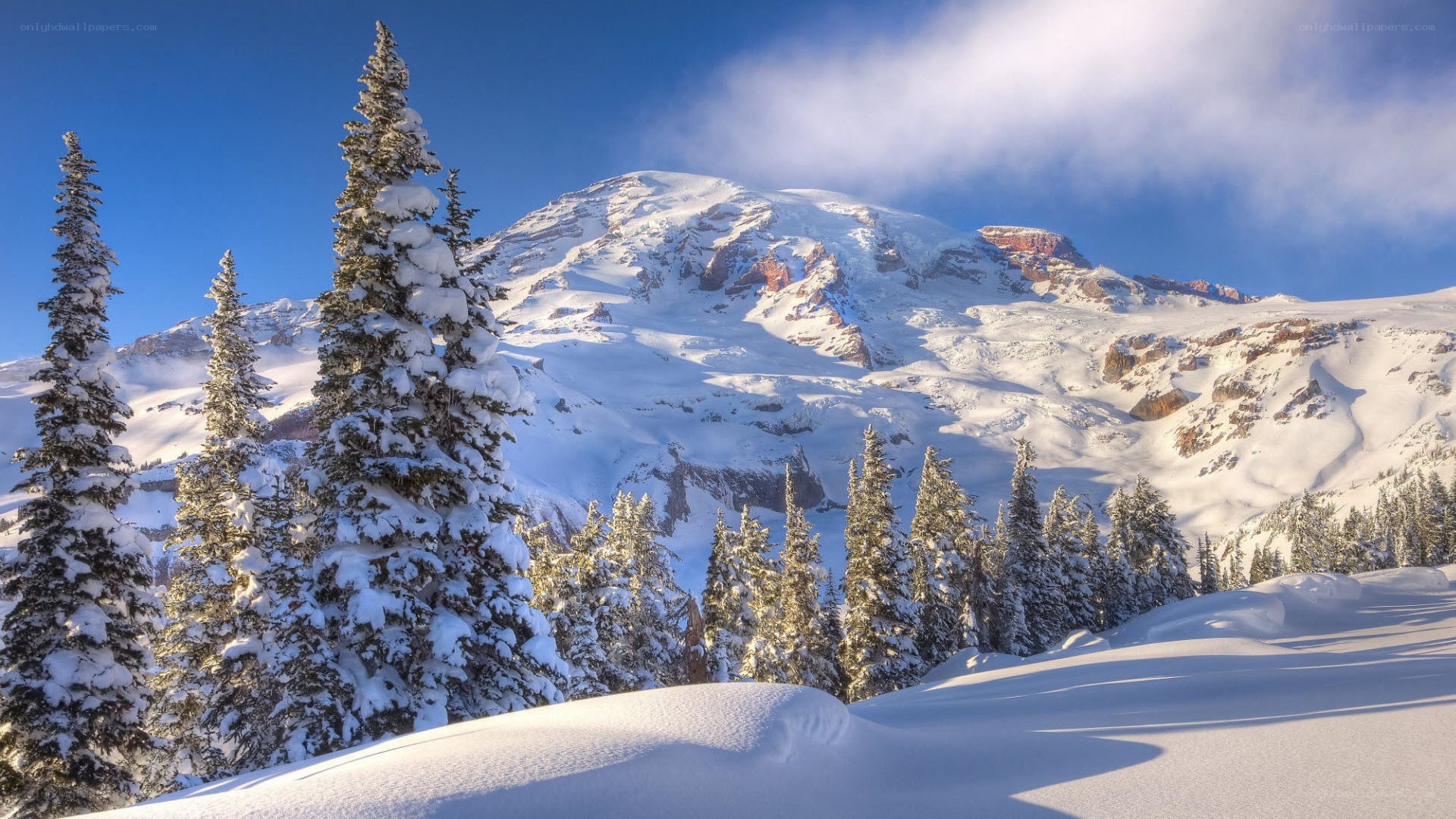 Snowy mountain peak with evergreens