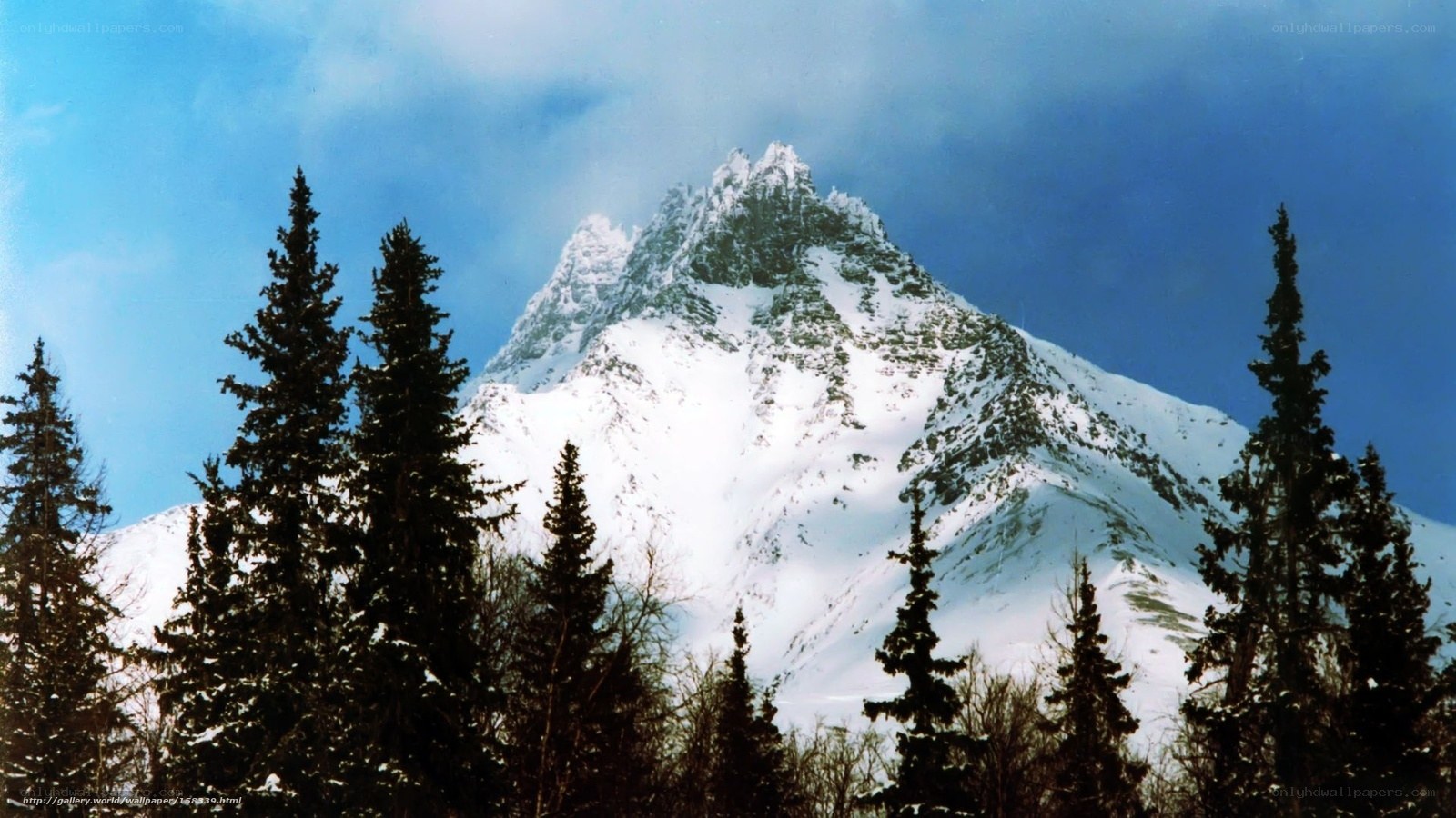 Snowy mountain peak with pine trees