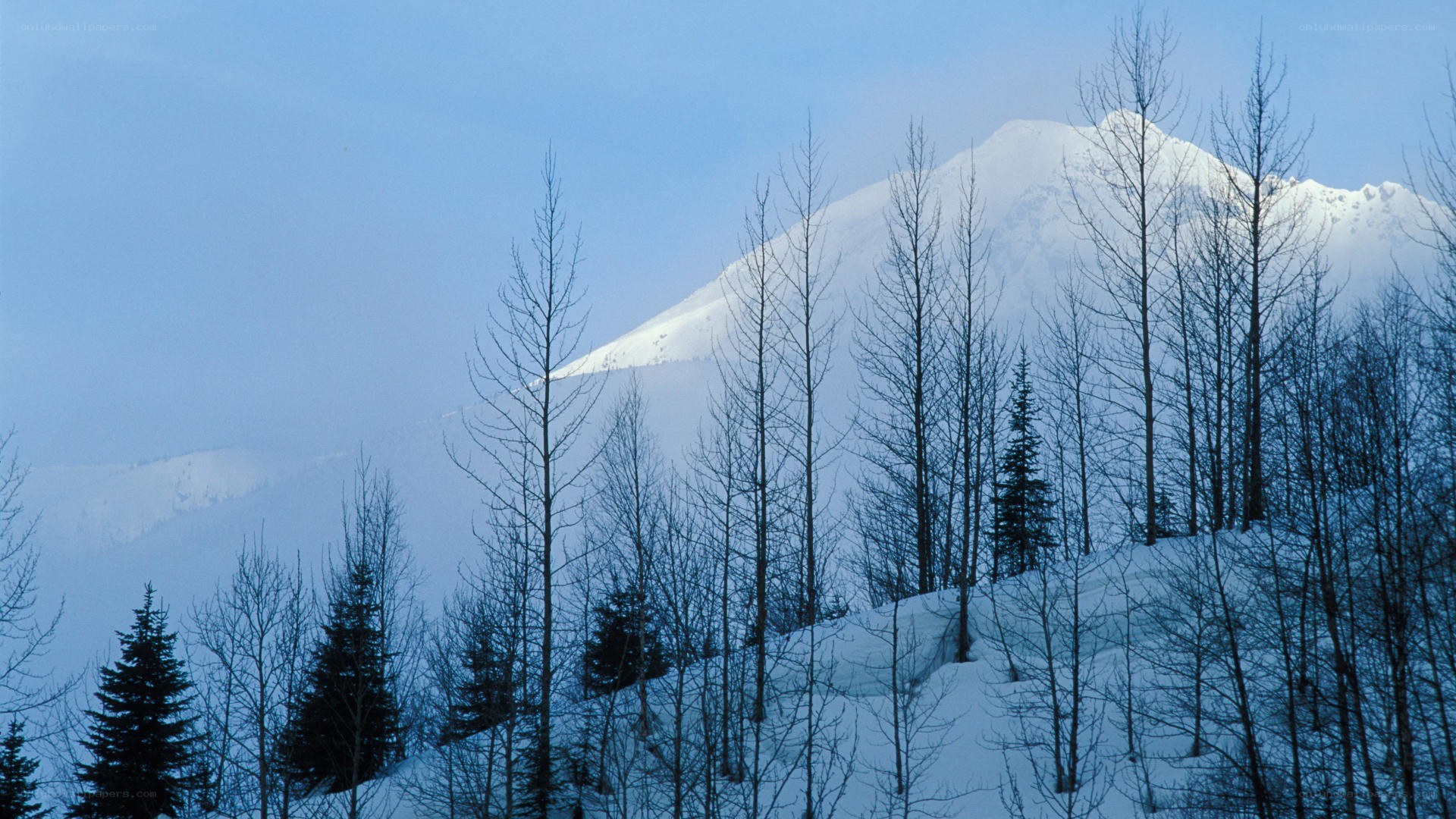 Snowy mountain peak with trees