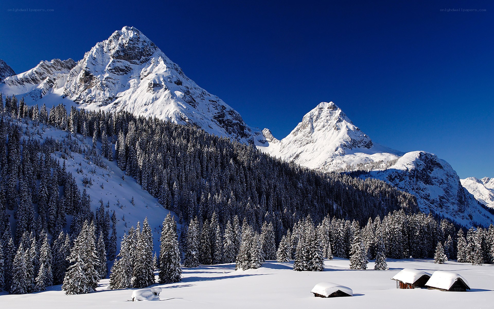 Snowy mountain peaks and forest