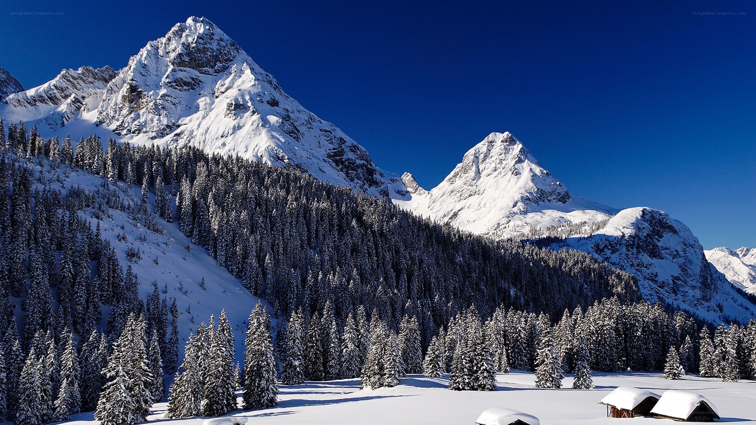 Snowy mountain peaks and forest