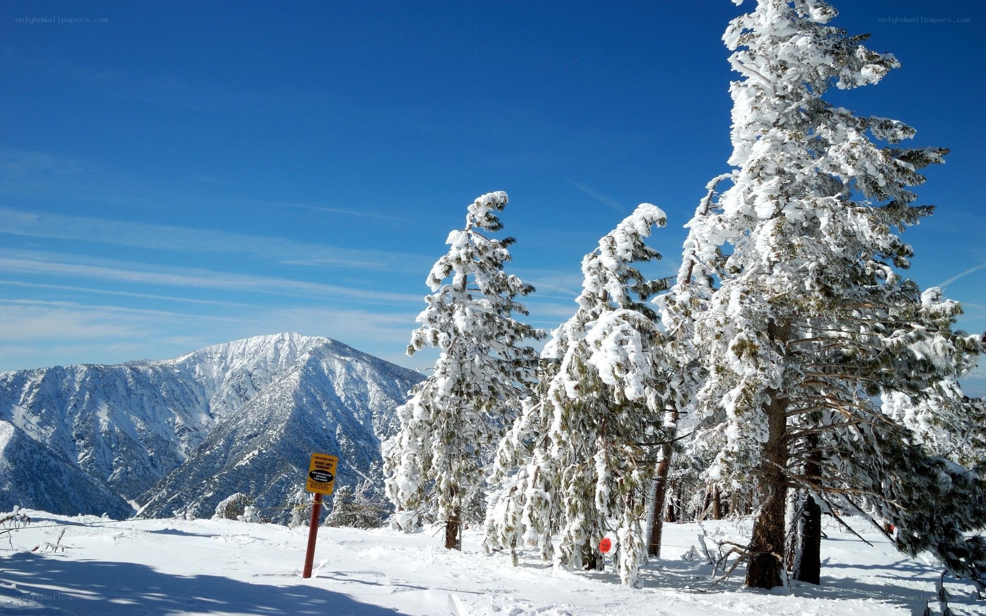 Snowy mountain trees under blue sky