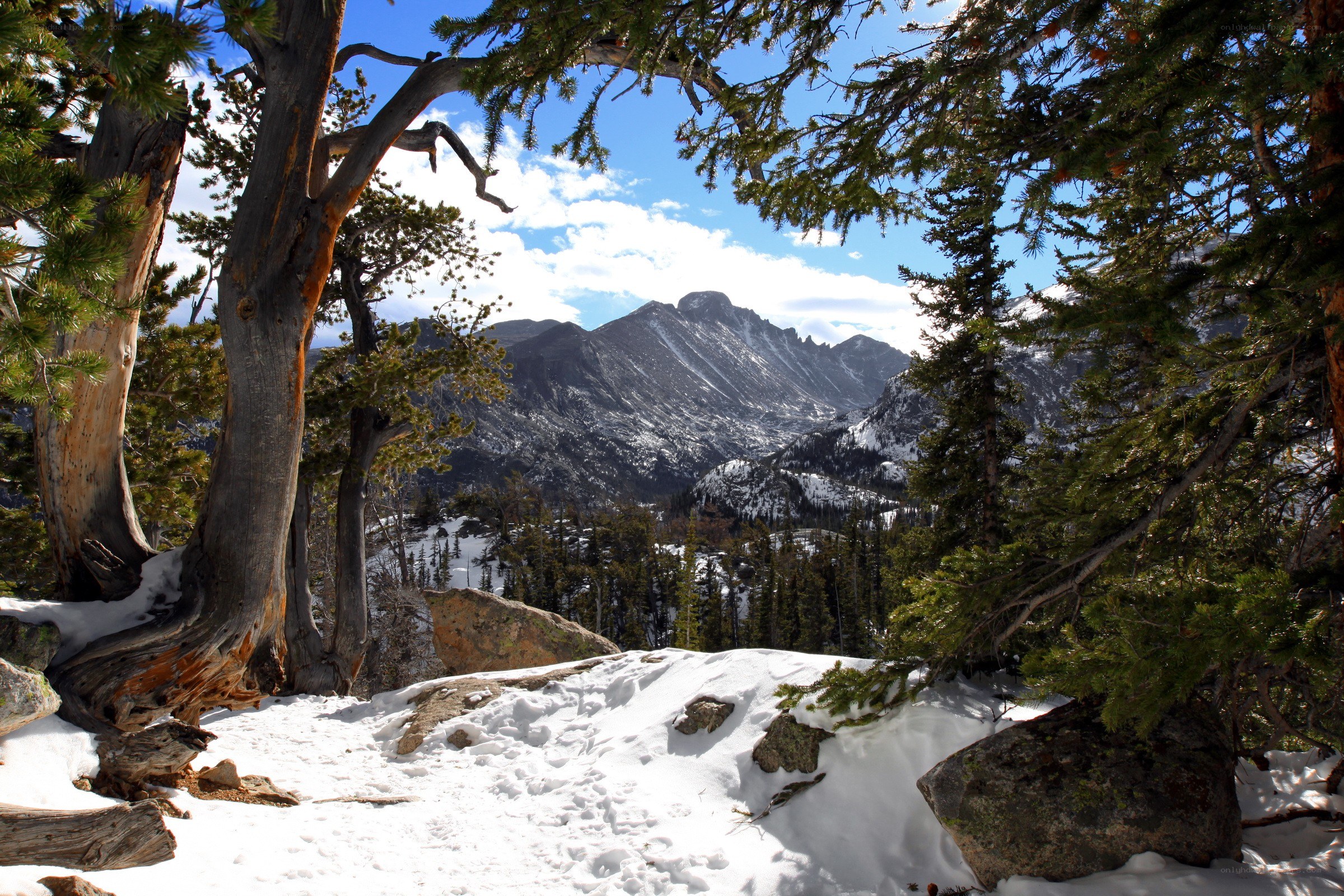 Snowy mountain vista through trees