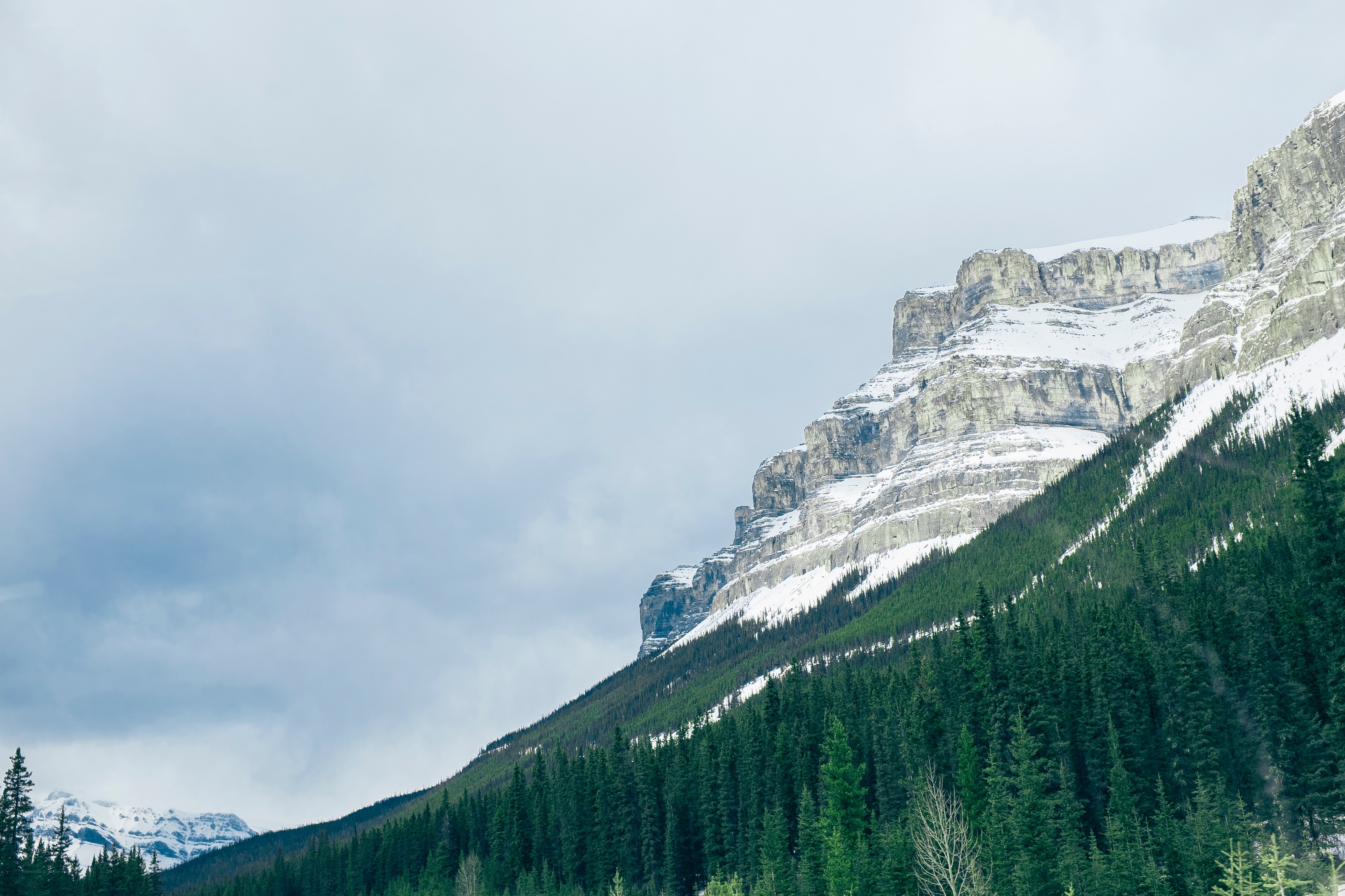 Snowy mountain with evergreen forest