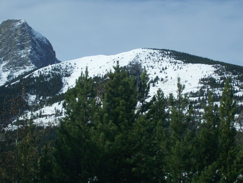 Snowy mountain with evergreen trees