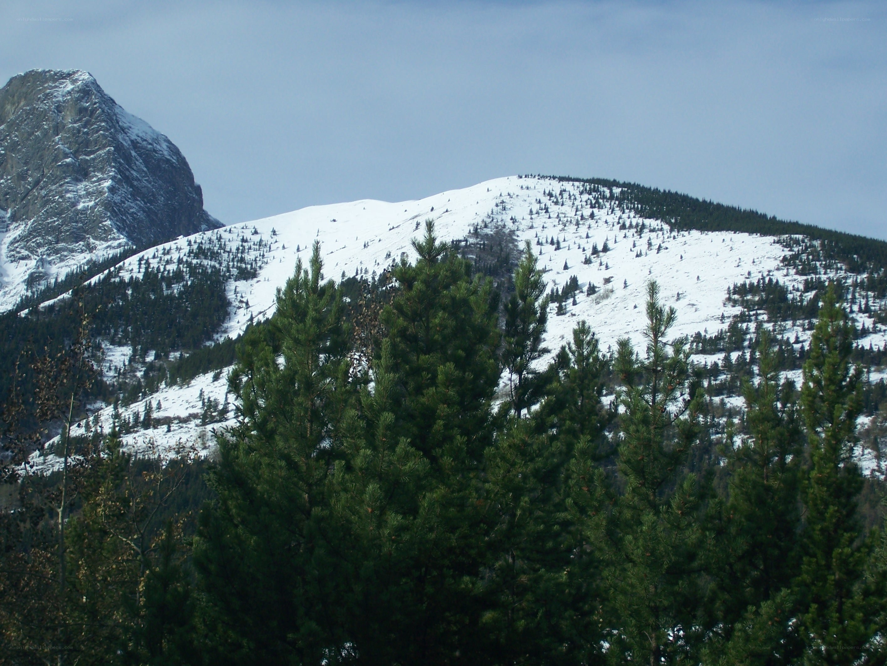 Snowy mountain with evergreen trees