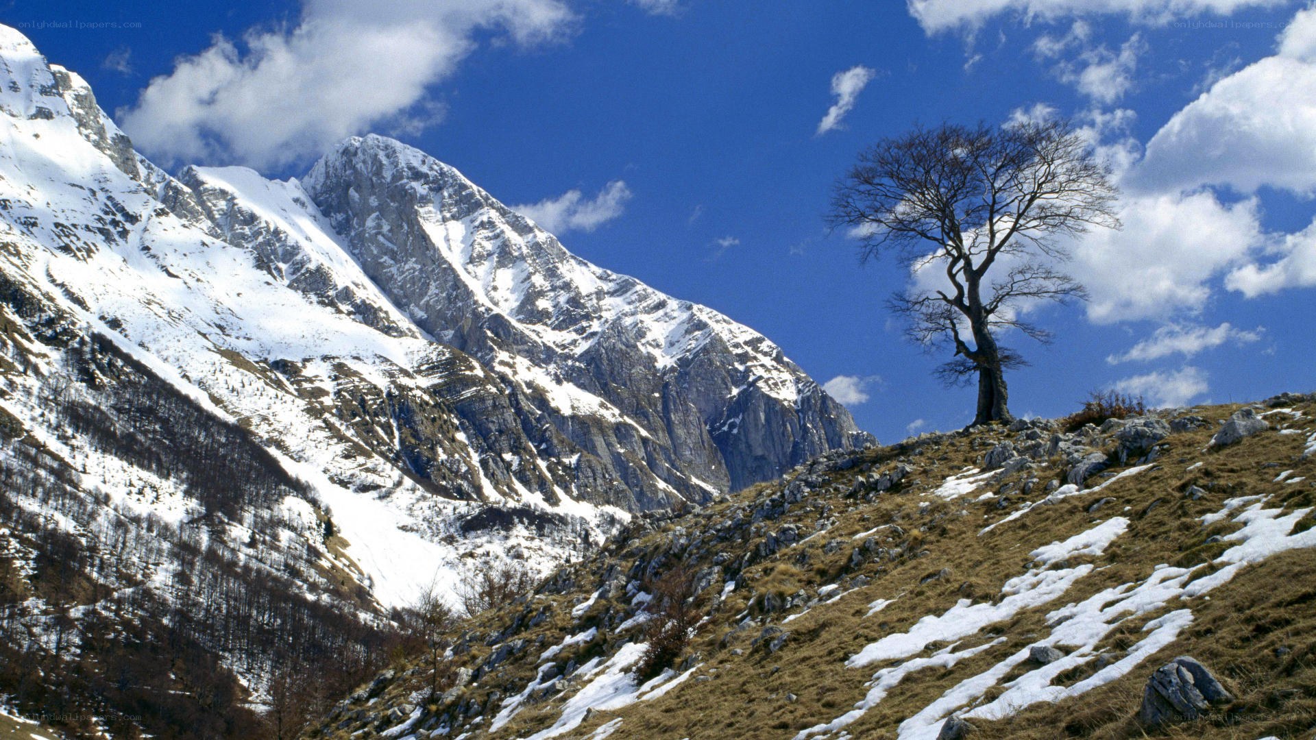 Snowy mountain with lone tree