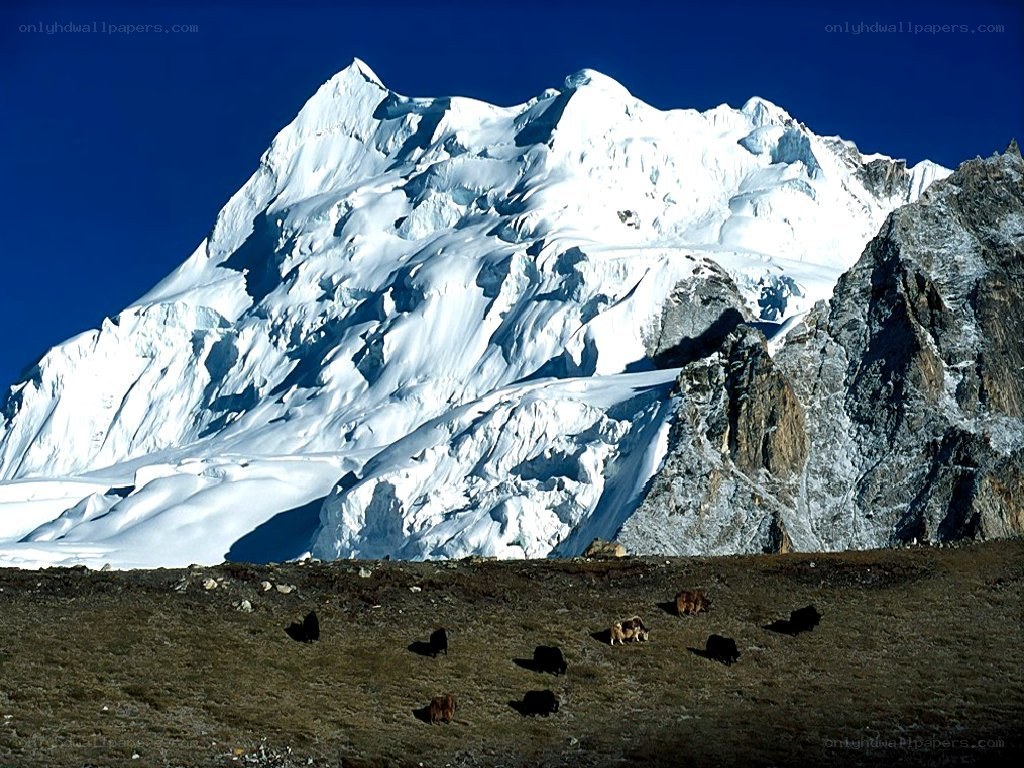 Snowy mountain with yaks