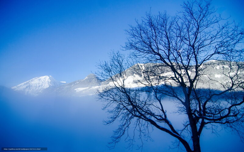 Snowy mountains and bare tree
