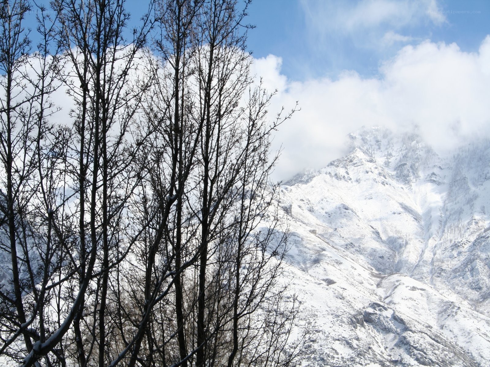 Snowy mountains and bare trees