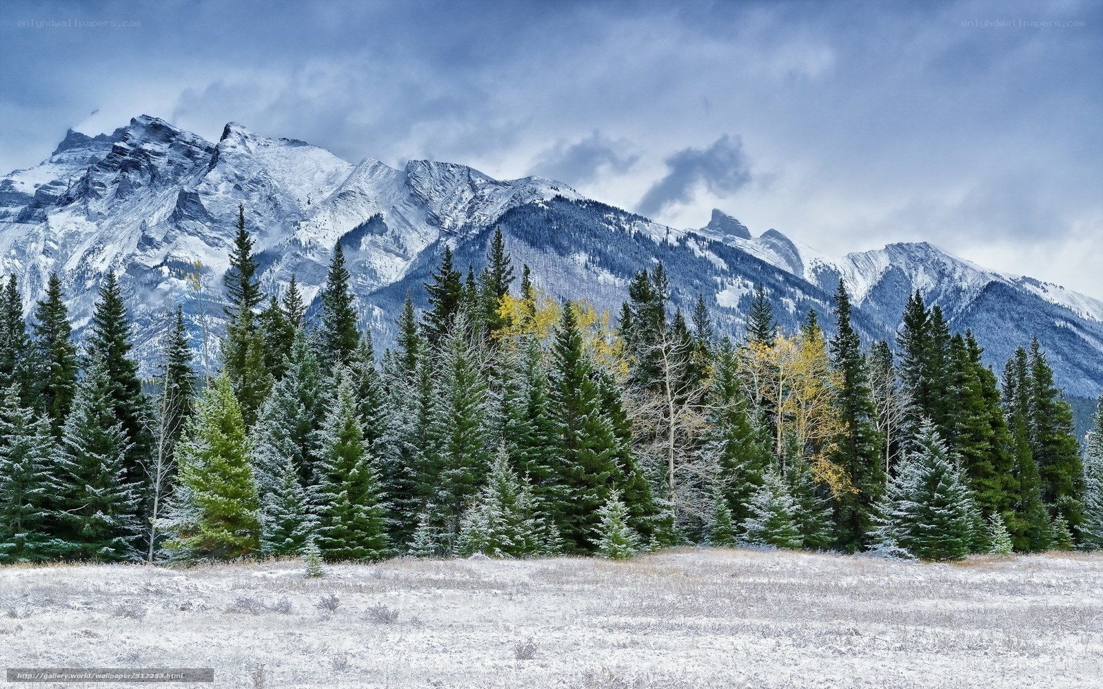 Snowy mountains and evergreen forest