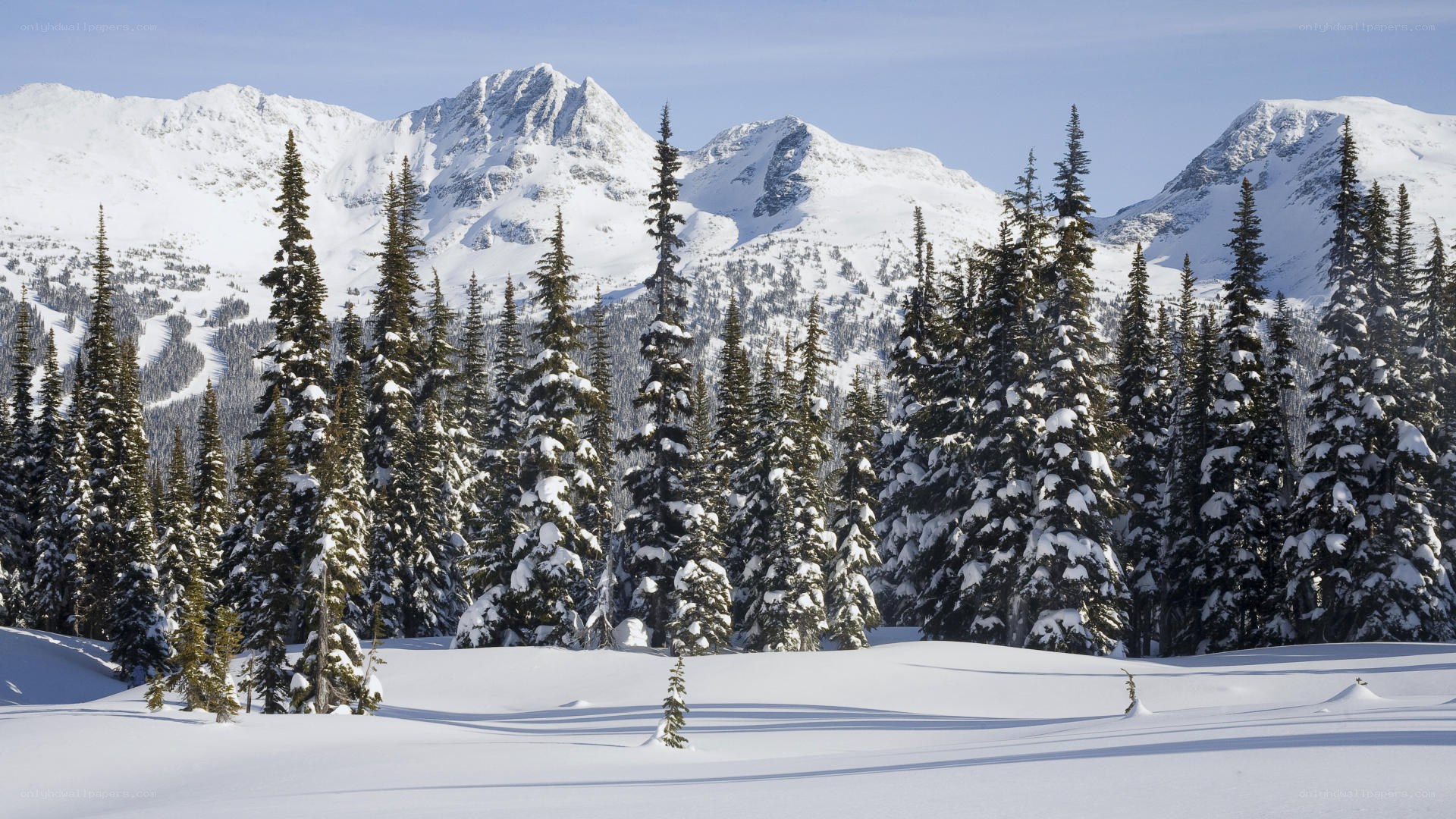 Snowy mountains and evergreen trees