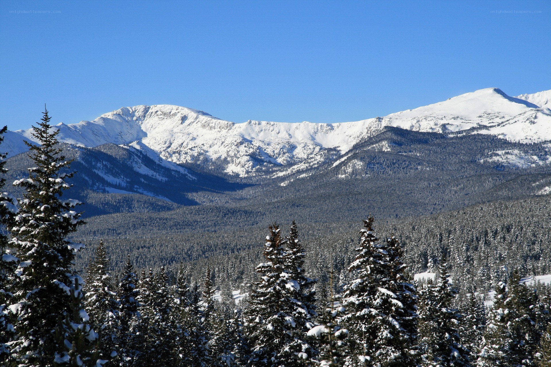 snowy mountains and evergreen trees