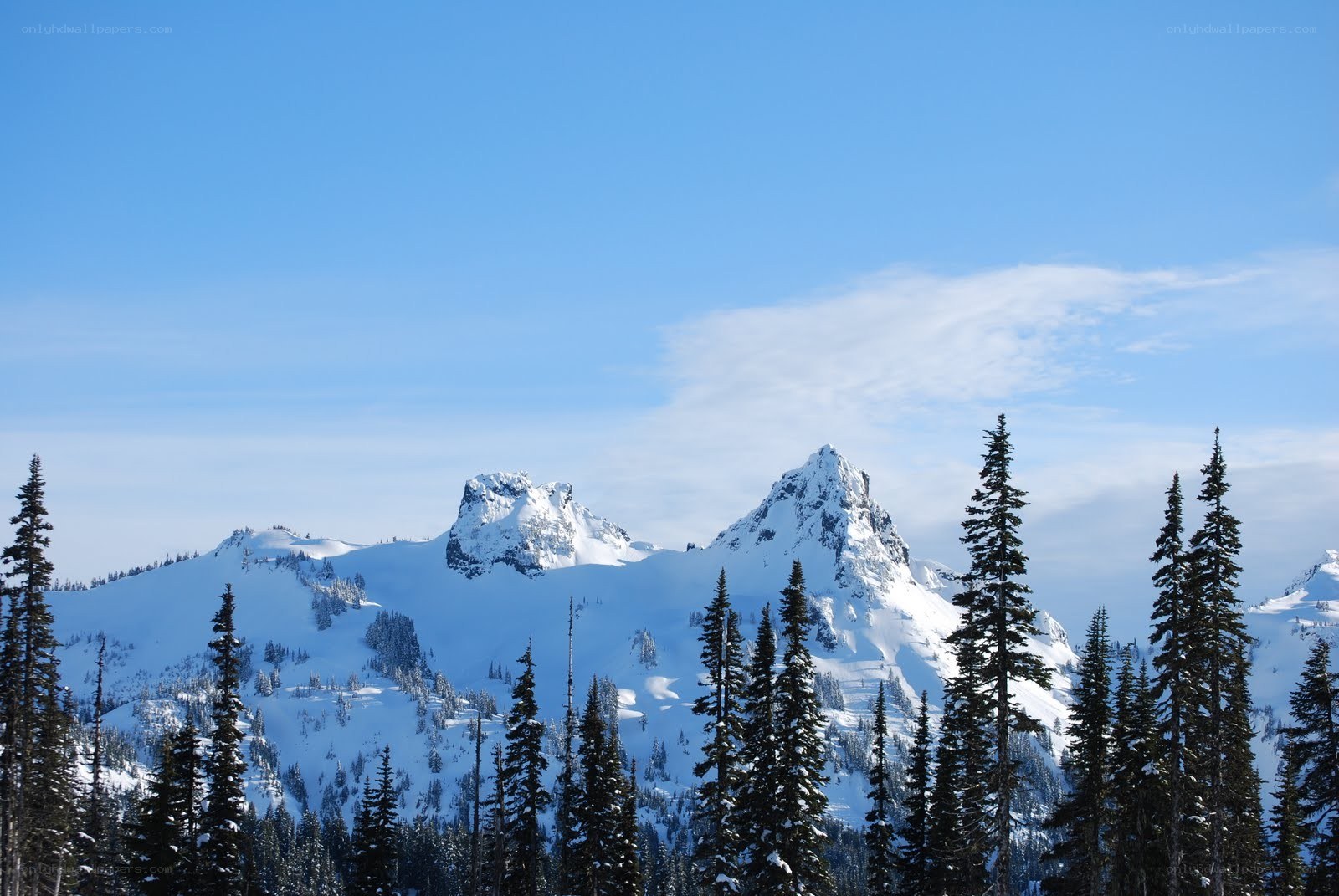 Snowy mountains and evergreen trees