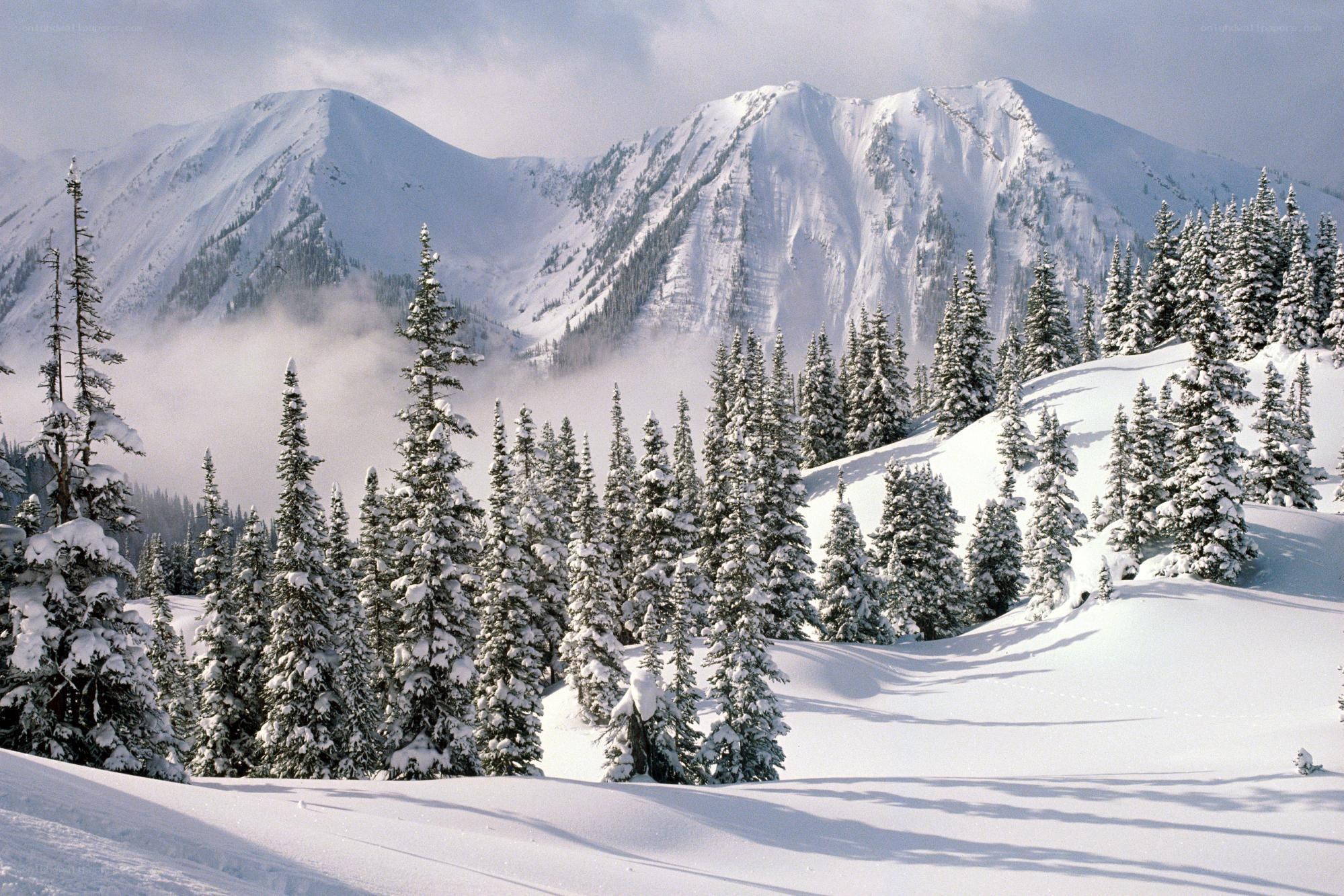Snowy mountains and evergreen trees