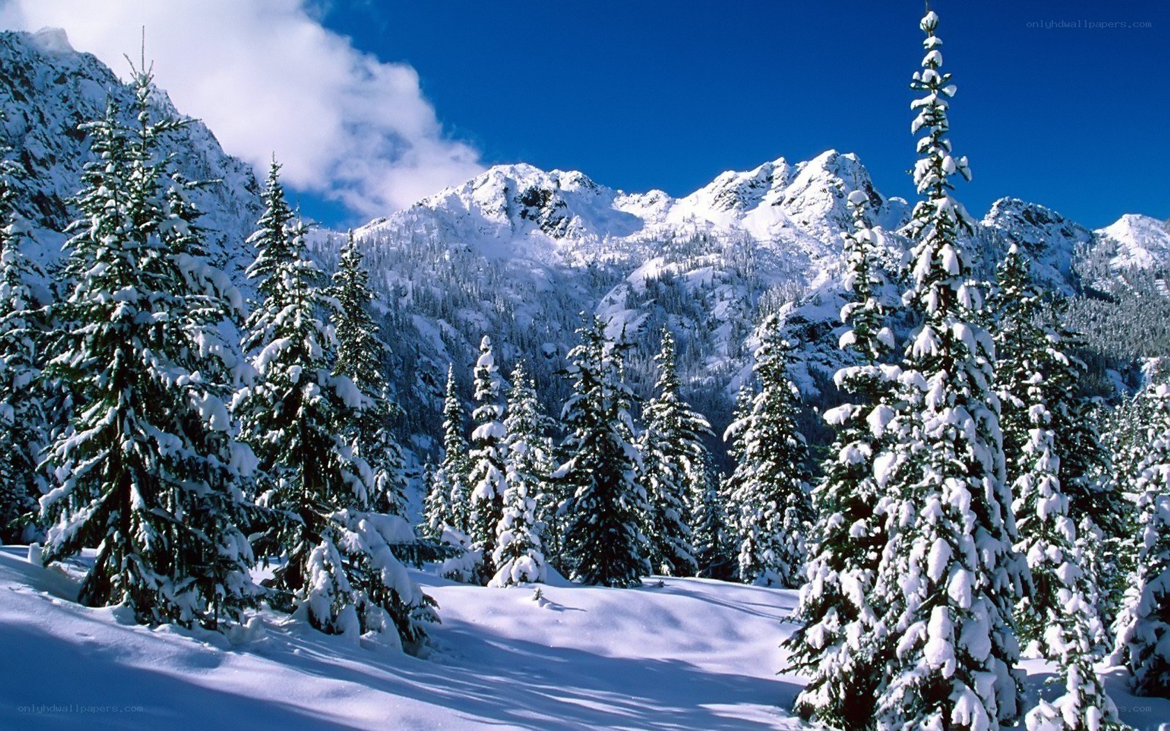 Snowy mountains and evergreens