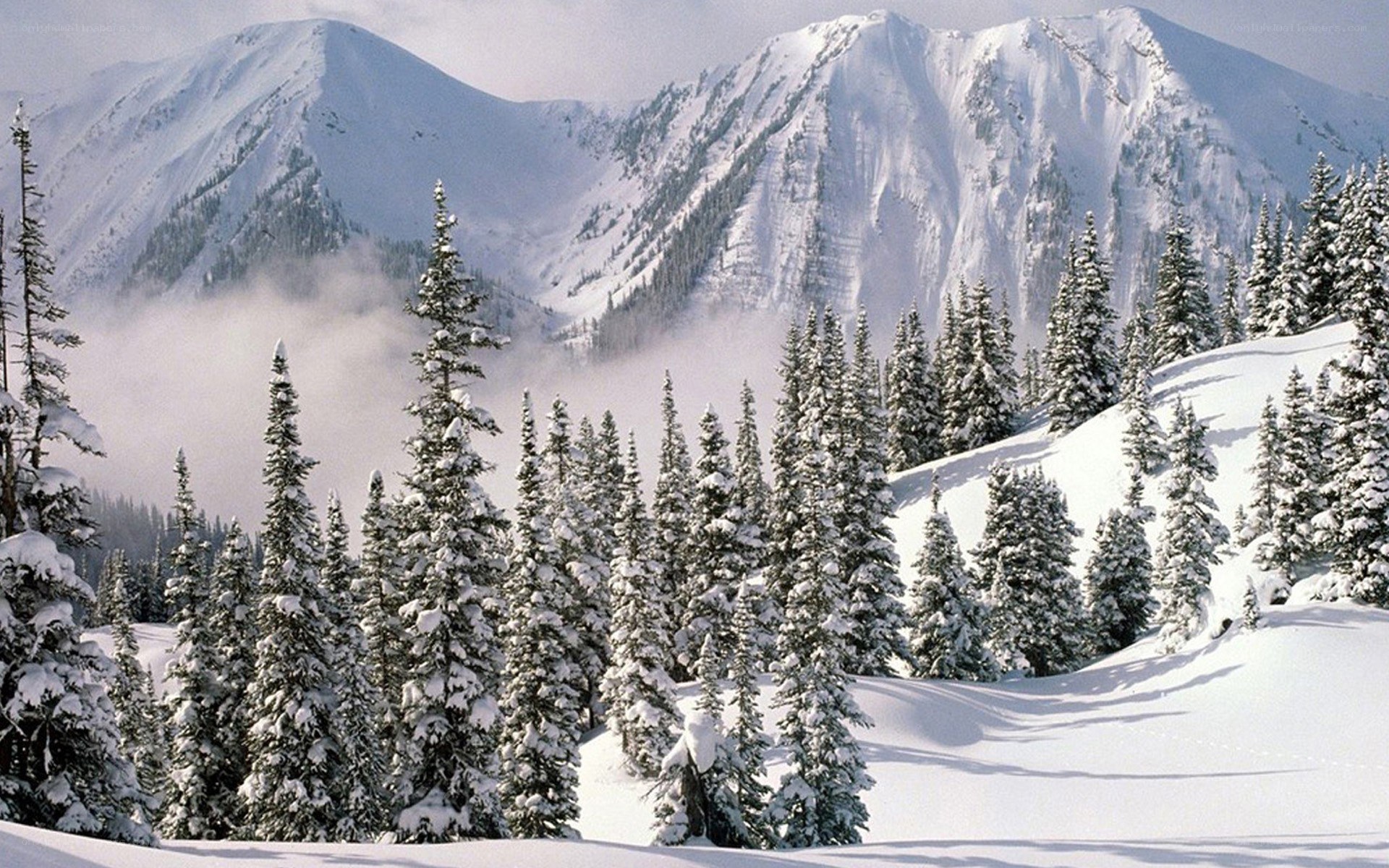 snowy mountains and evergreens