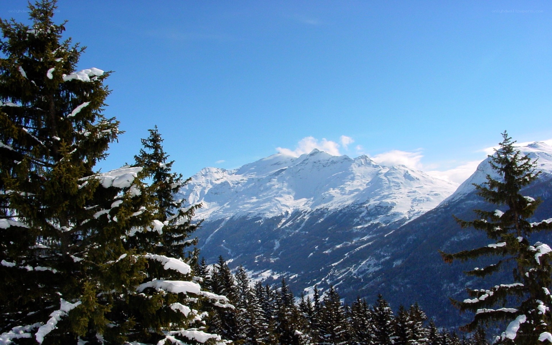 snowy mountains and evergreens