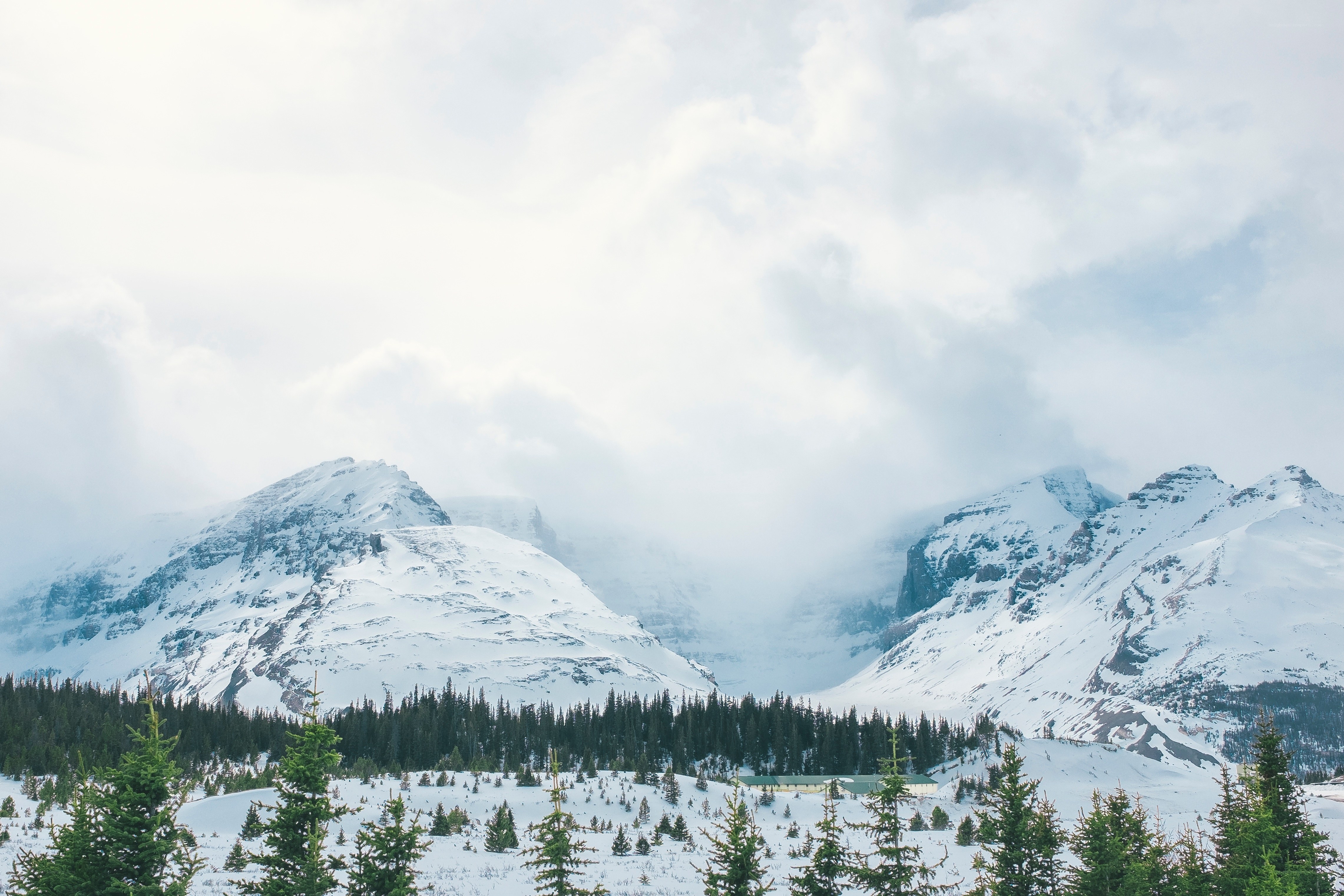 Snowy mountains and evergreens