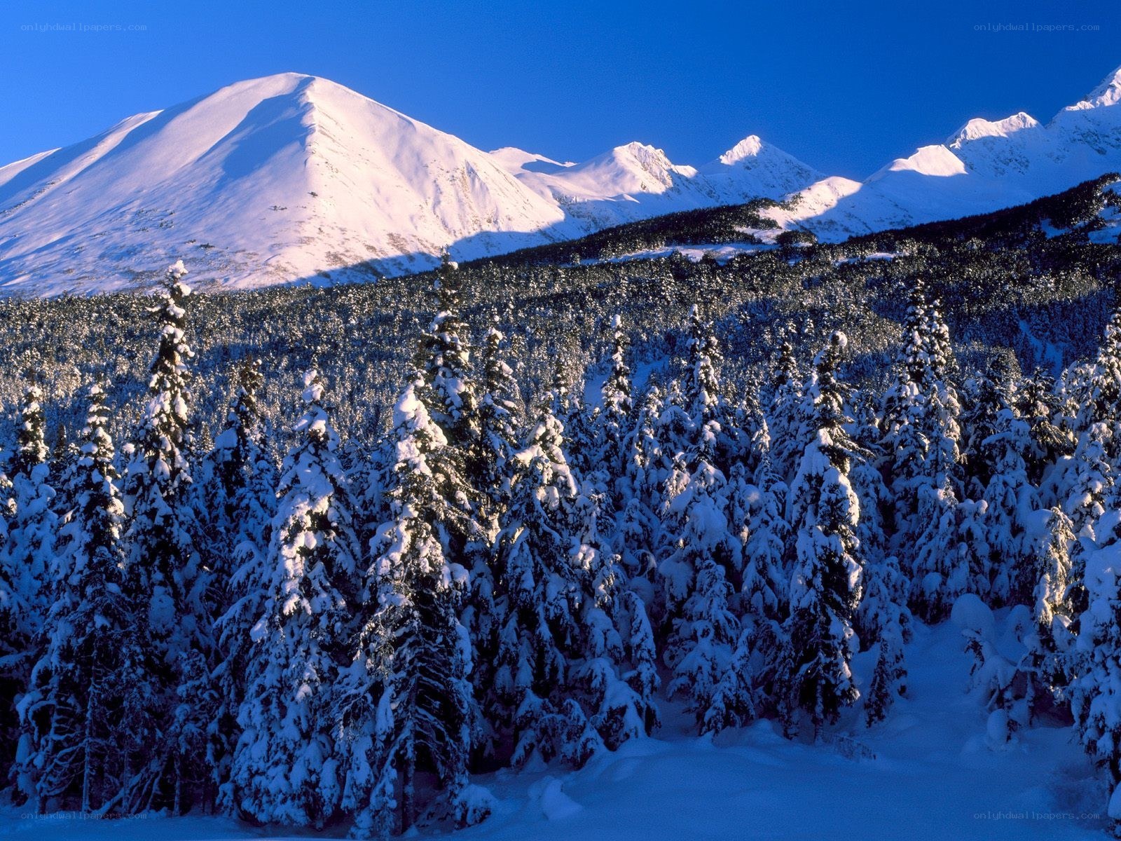 Snowy mountains and forest