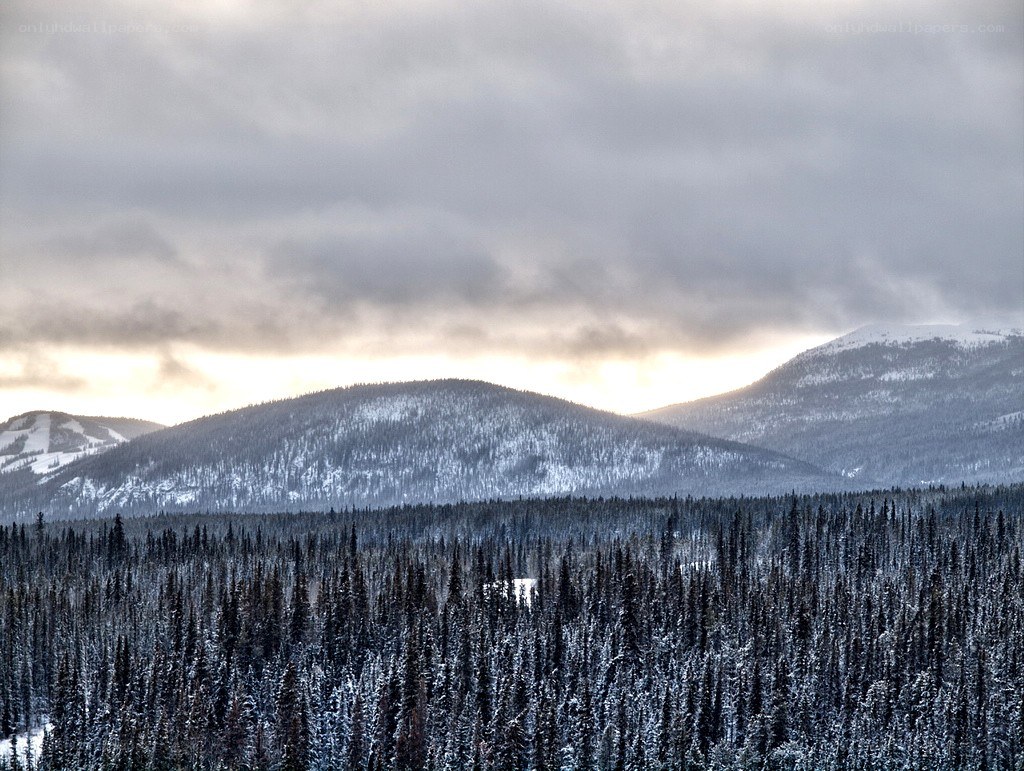 snowy mountains and forest