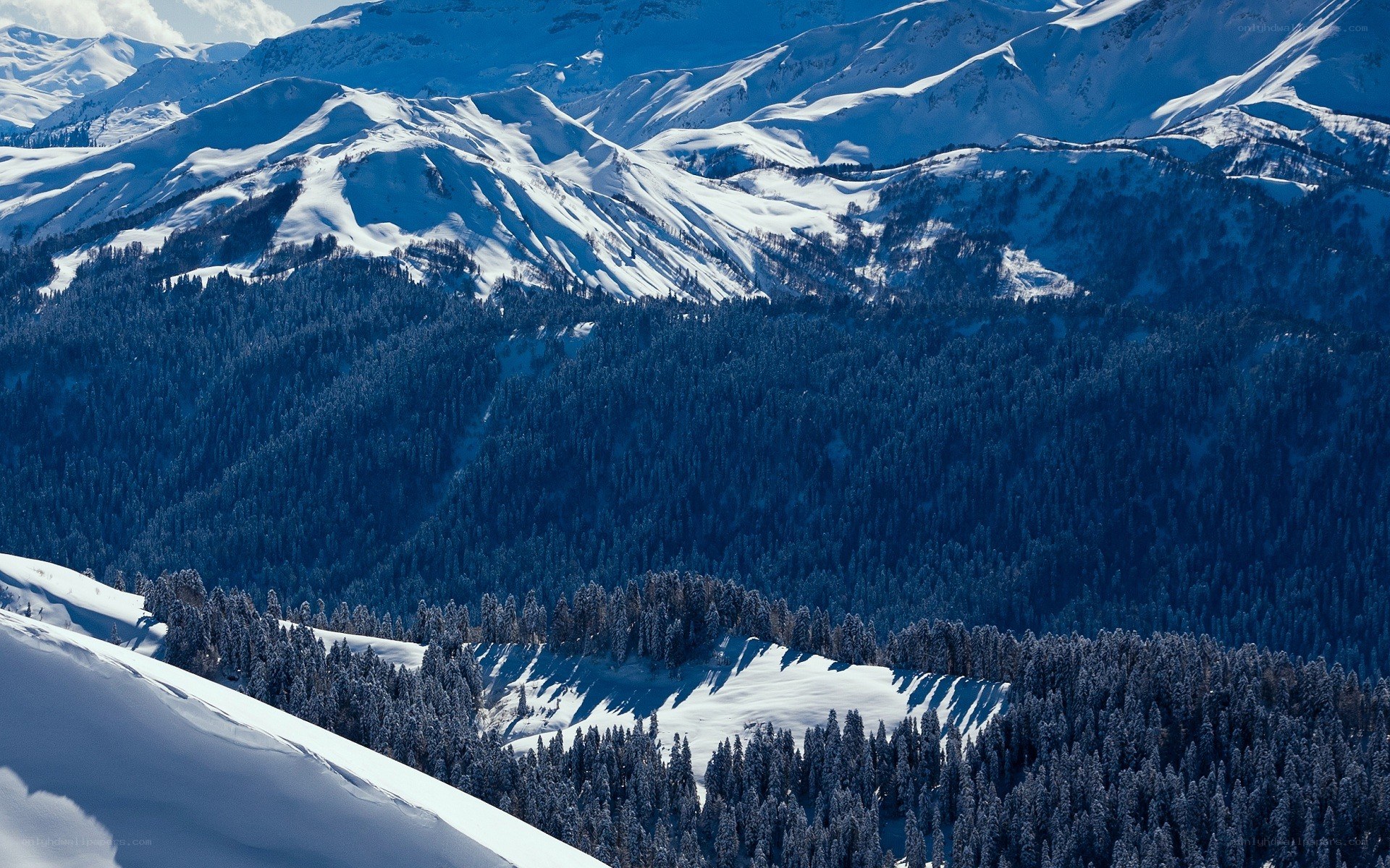 snowy mountains and forest