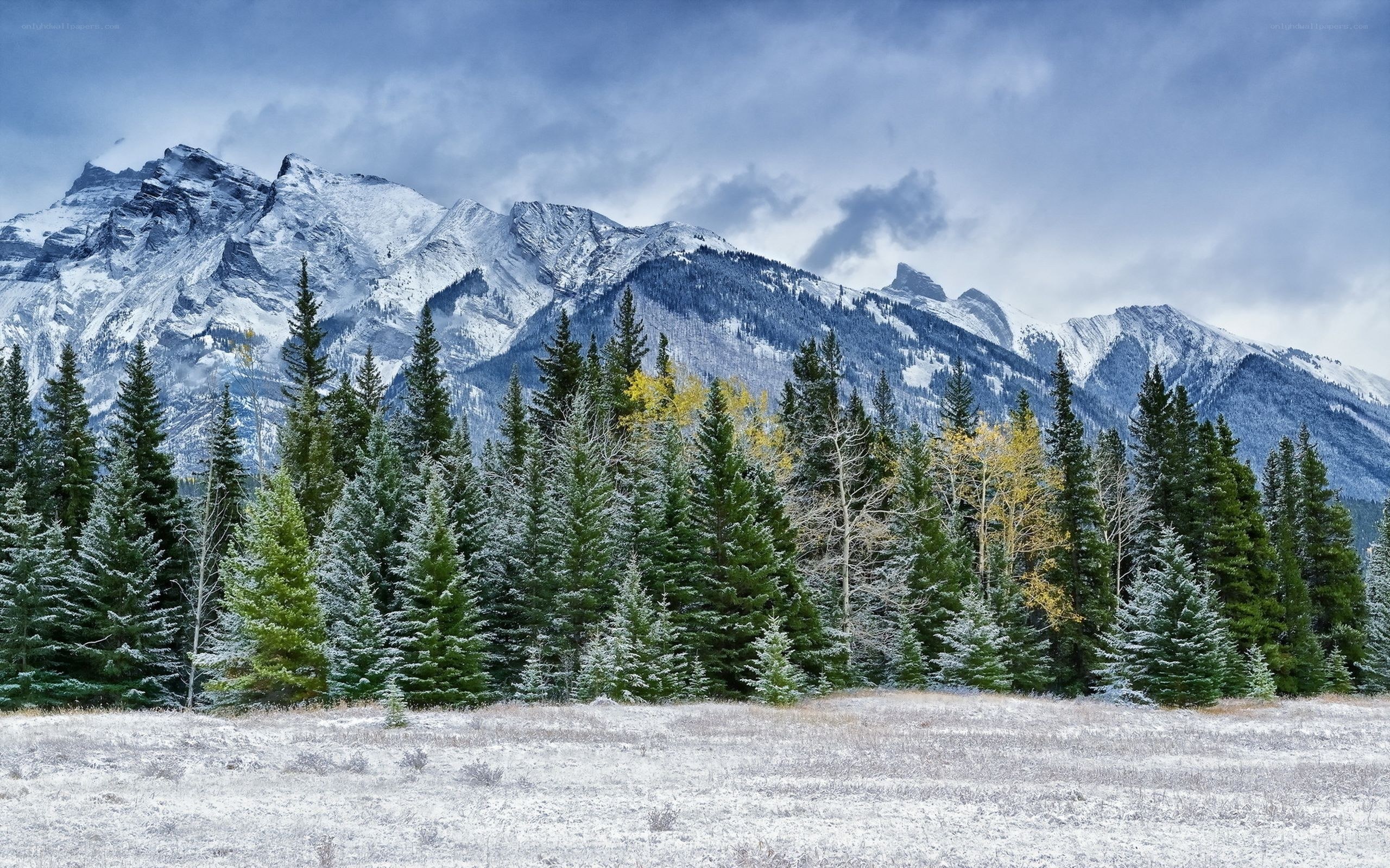 Snowy mountains and forest
