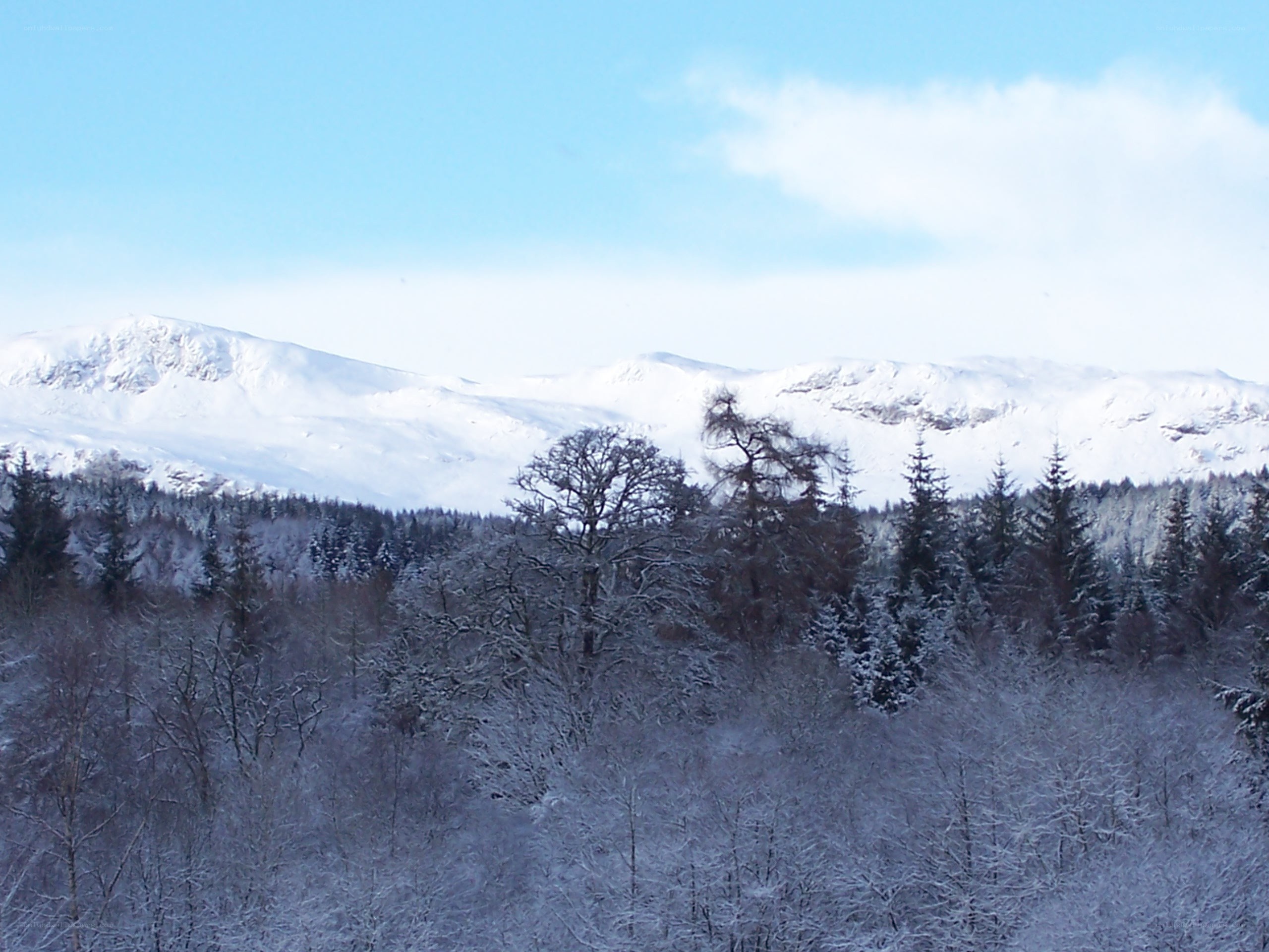 Snowy mountains and forest