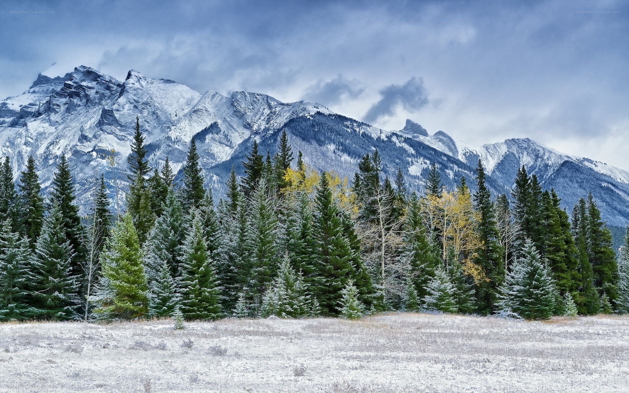 Snowy mountains and forest