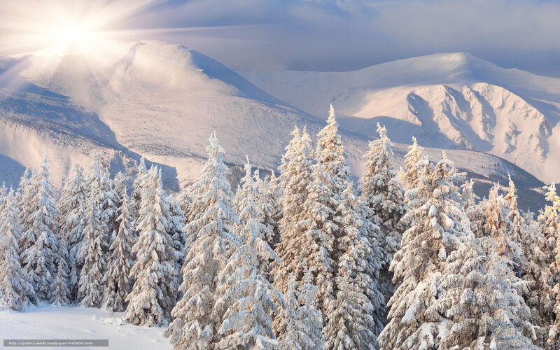 Snowy mountains and forest