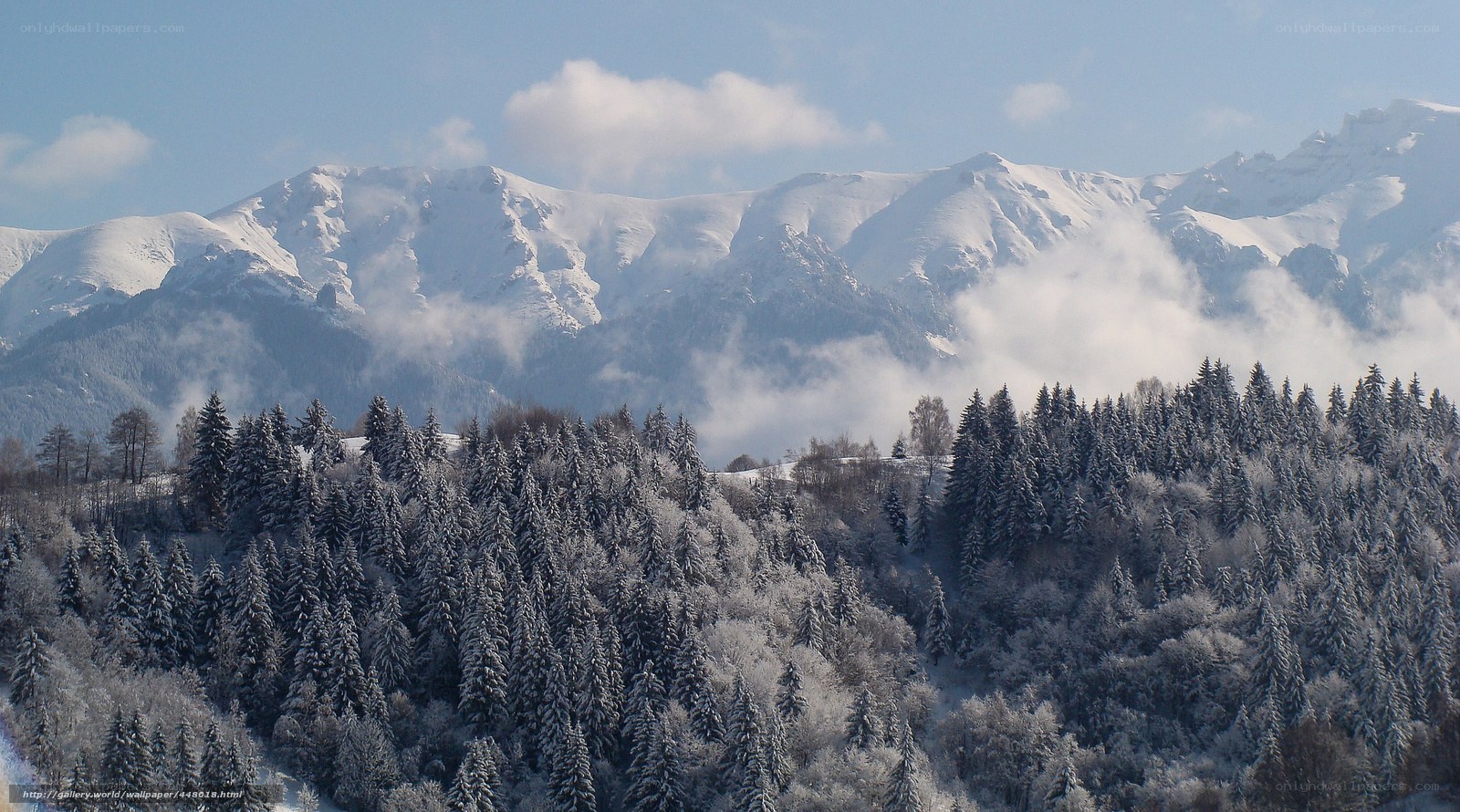 Snowy mountains and forest