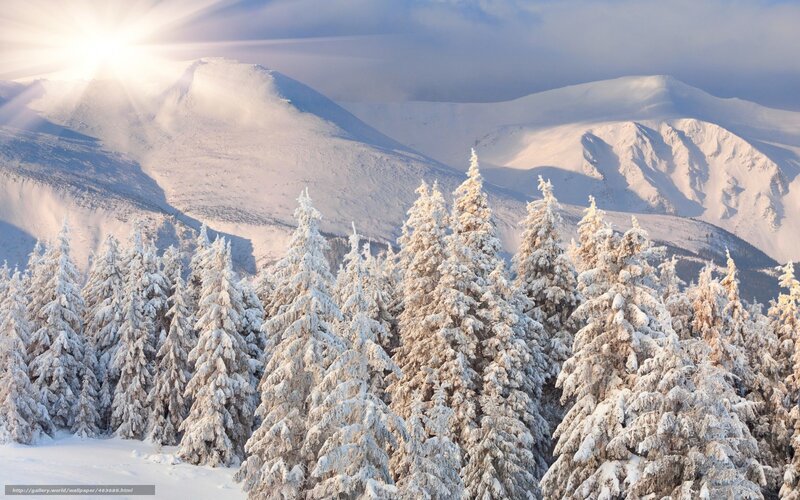 Snowy mountains and forest