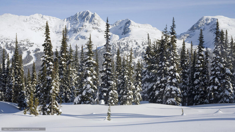 Snowy mountains and pine trees