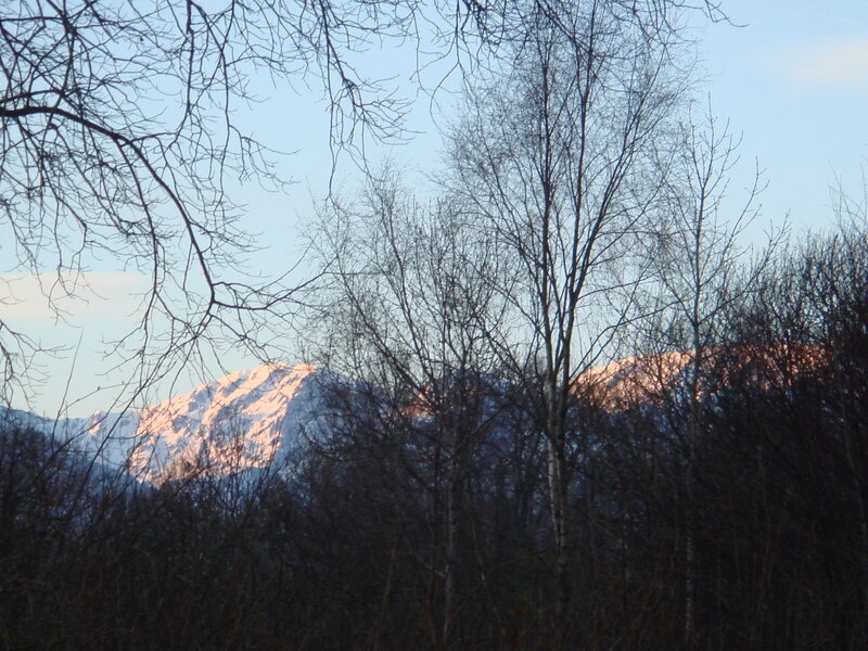 Snowy mountains through bare trees