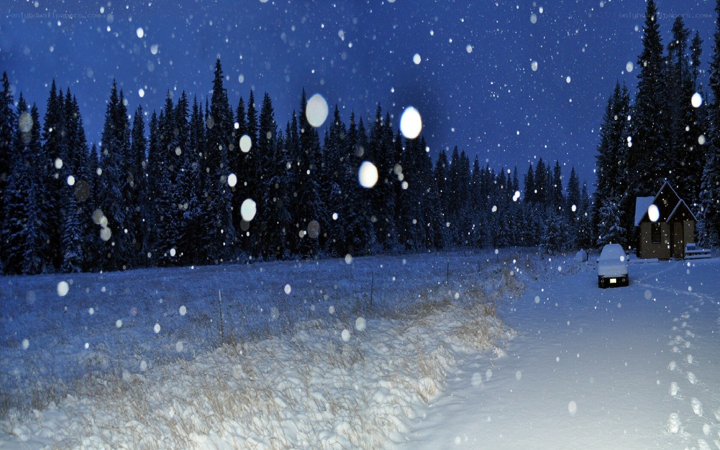 Snowy night in the forest
