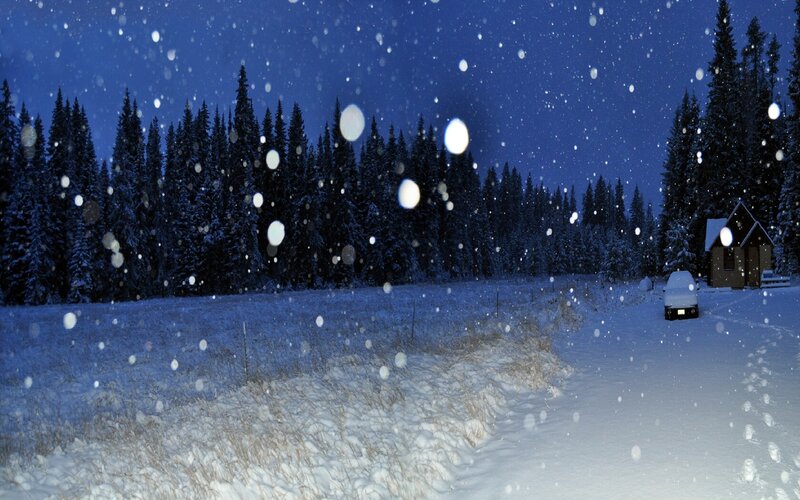 Snowy night in the forest