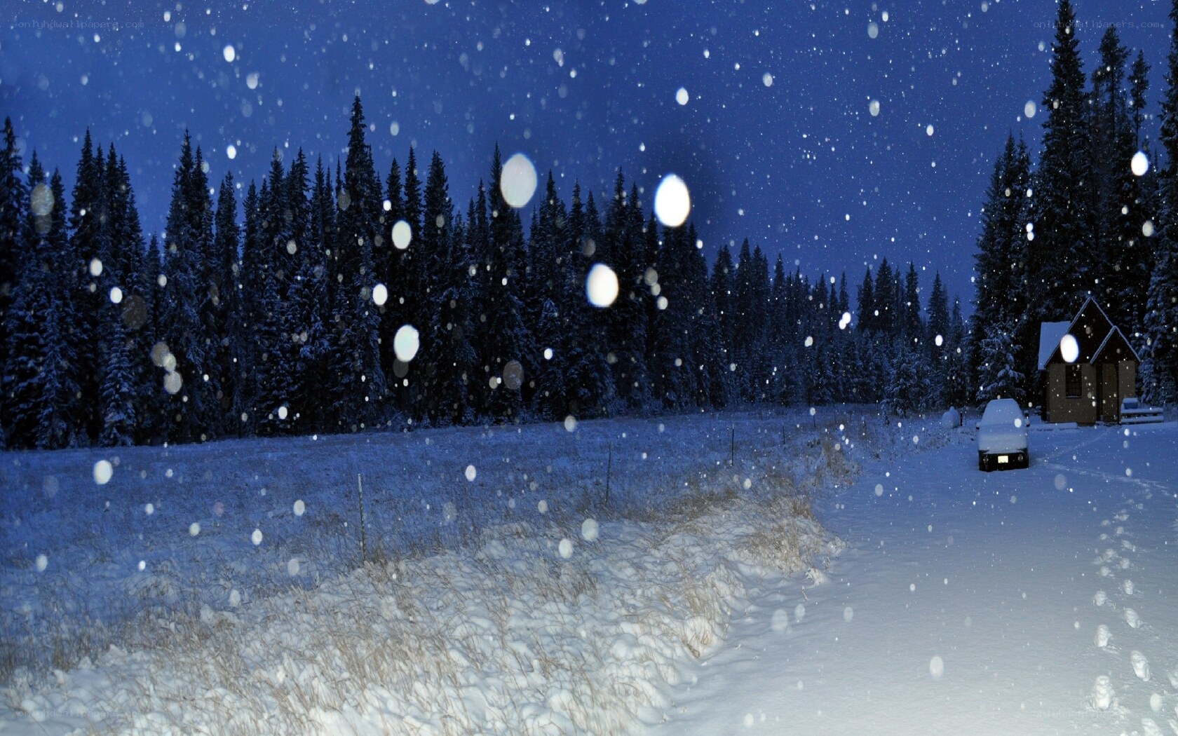 Snowy night in the forest