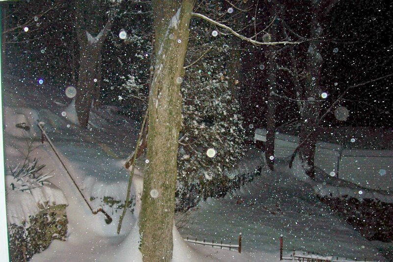 Snowy night in the woods