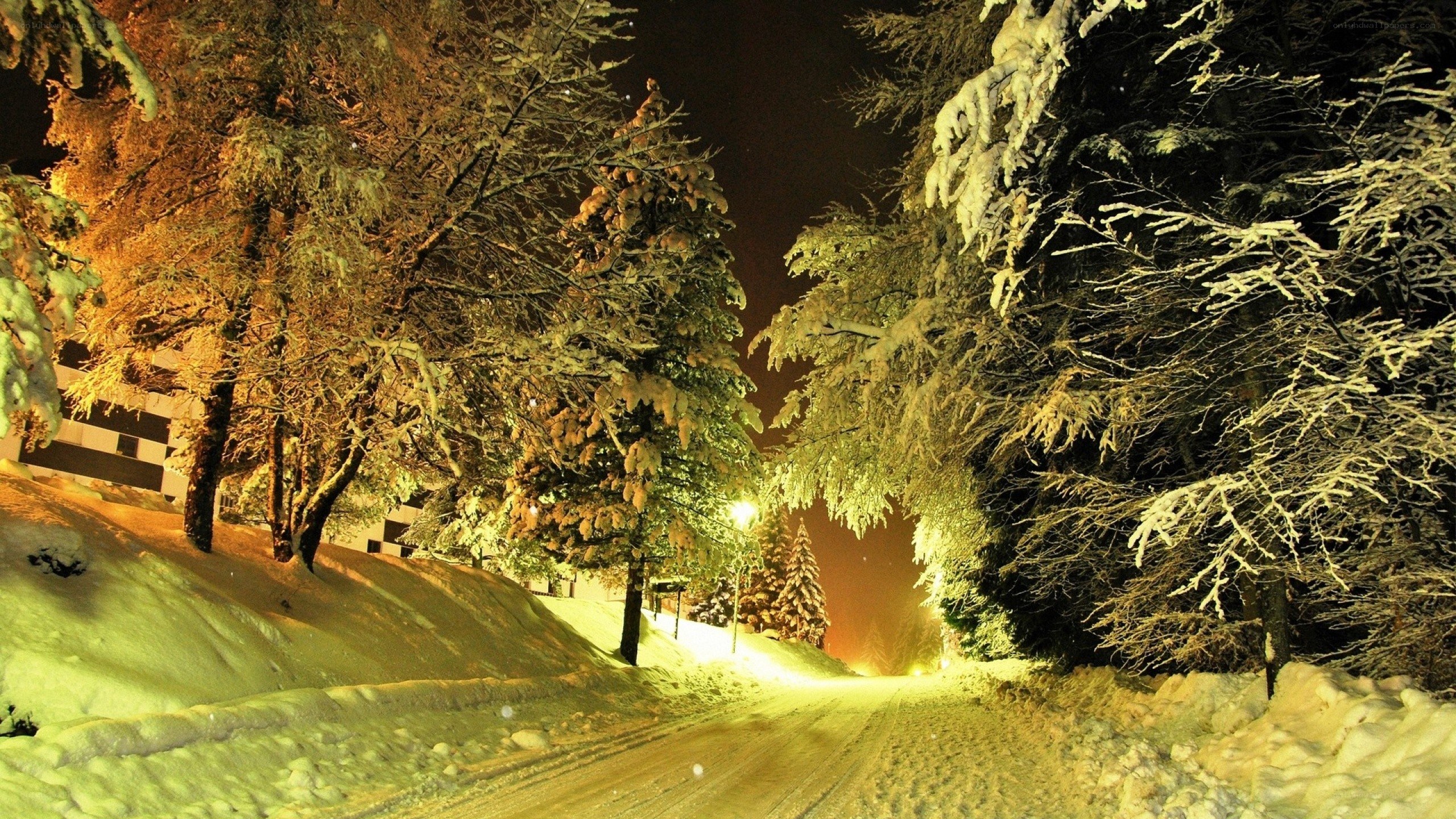 snowy night road in forest
