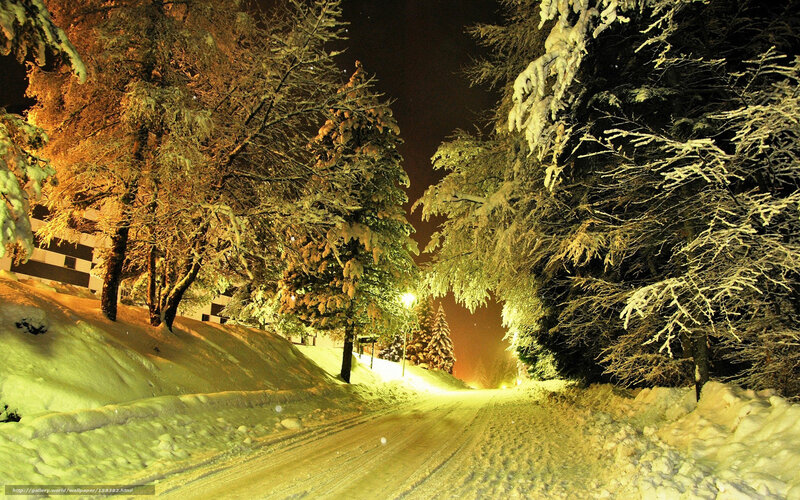 Snowy Night Road in Forest