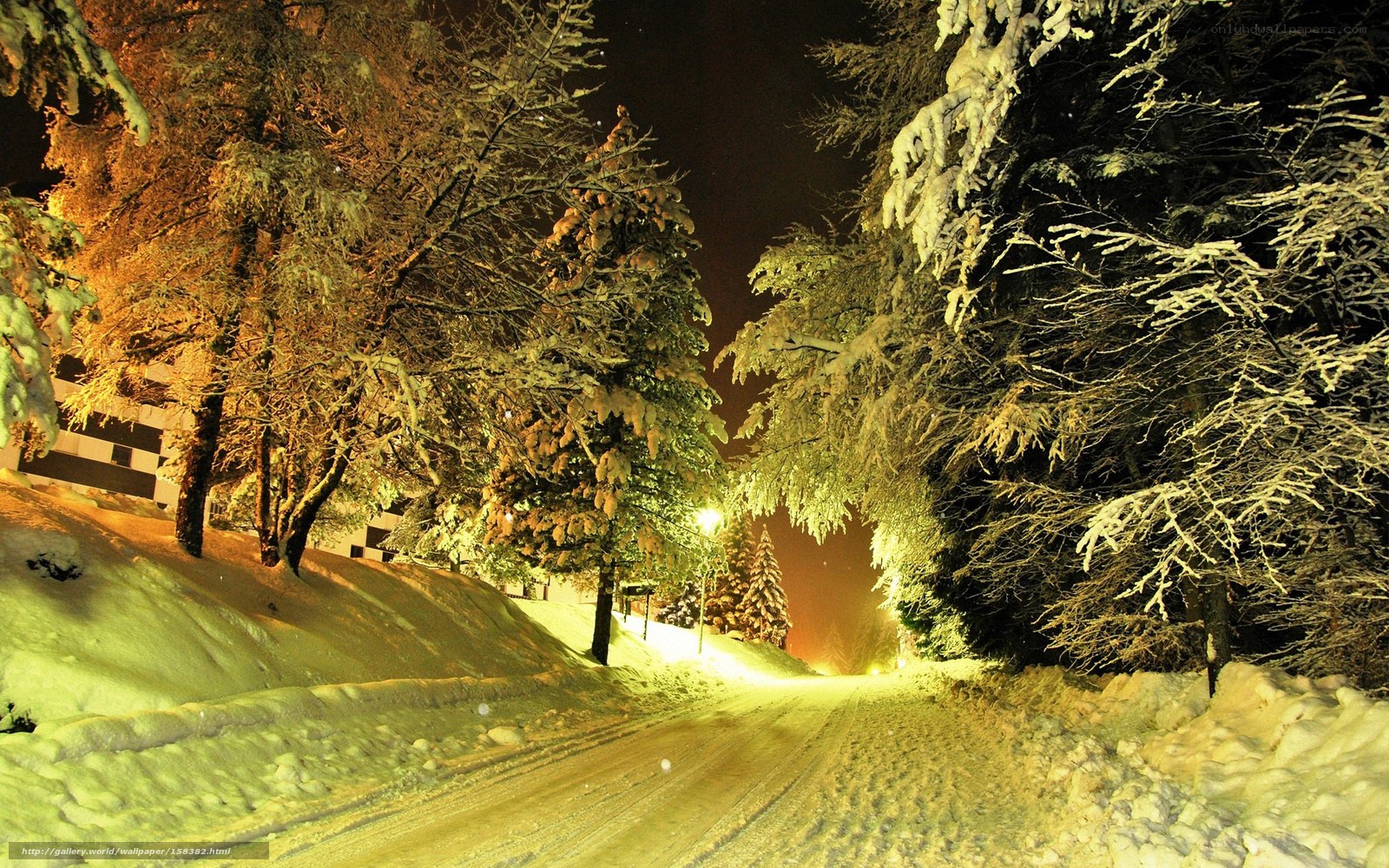 Snowy Night Road in Forest